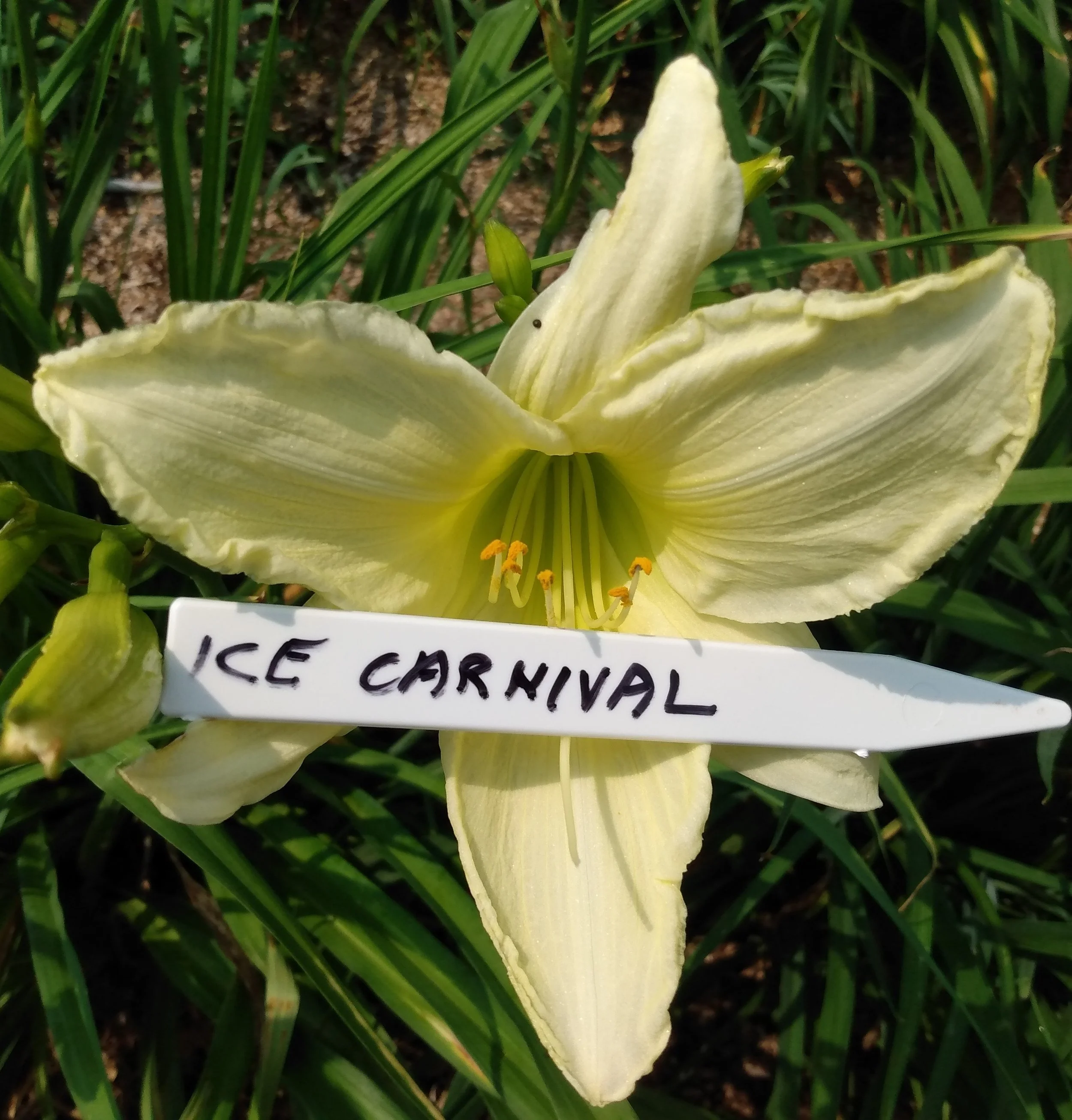 Ice Carnival