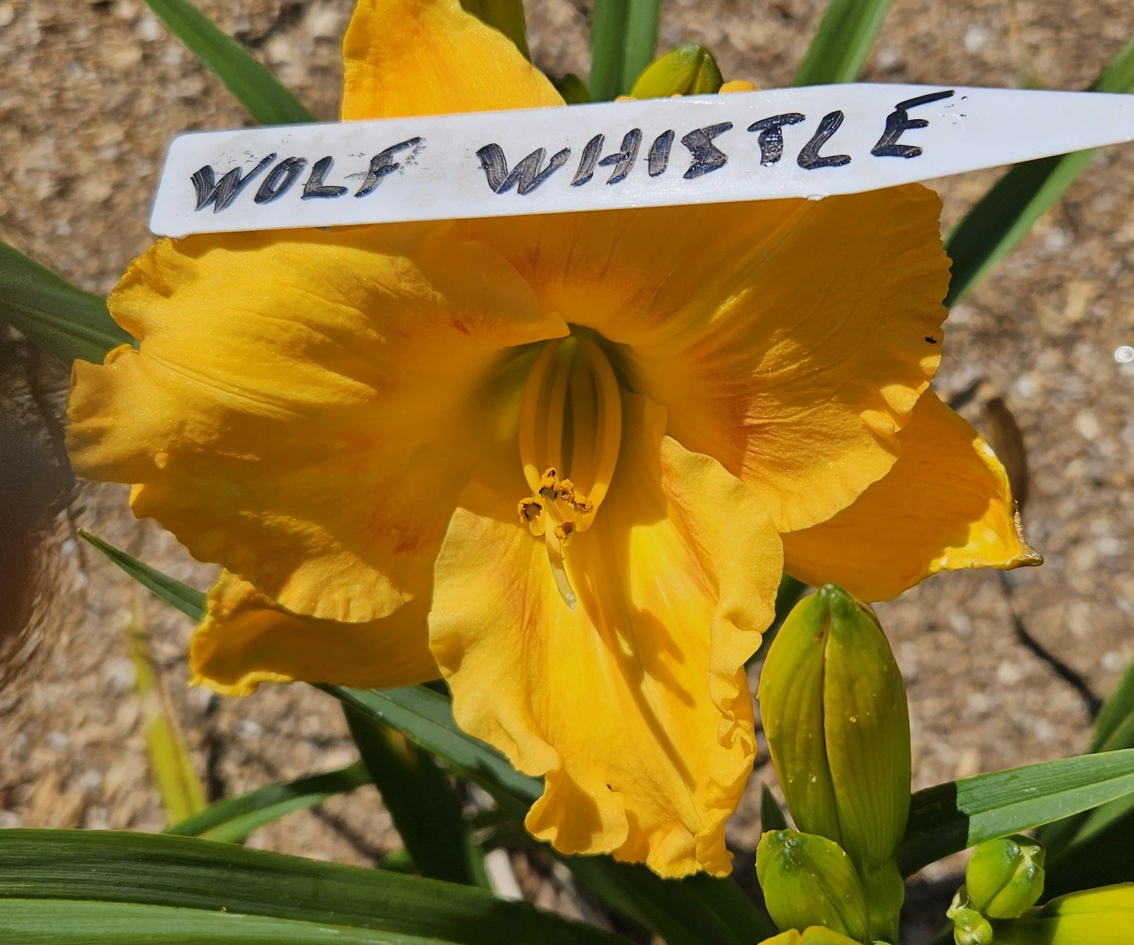Wolf Whistle