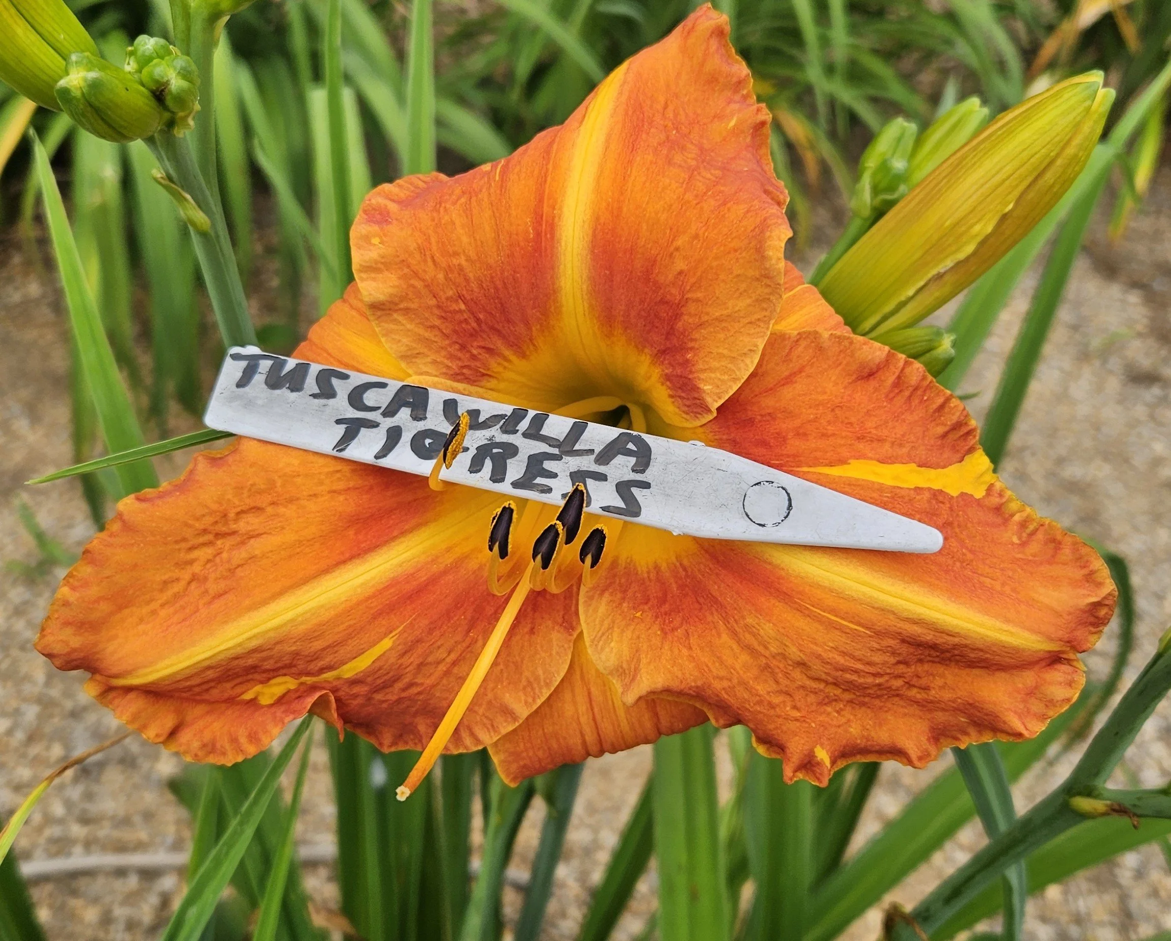 SEEDS OF TUSCAWILLA TIGRESS  BY  HOUSE OF ORANGE