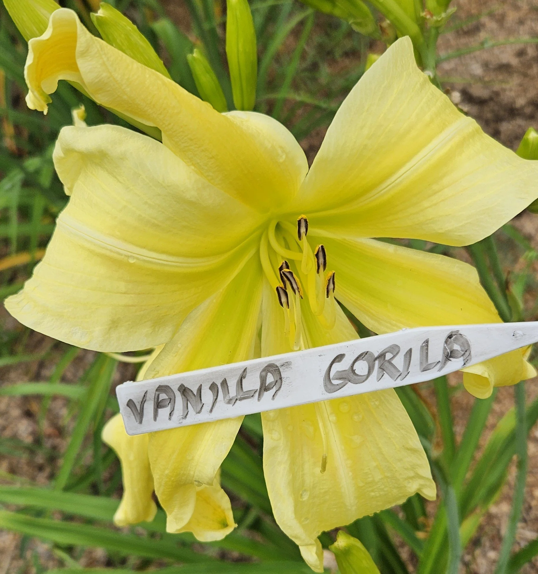 VANILLA GORILLA.jpg