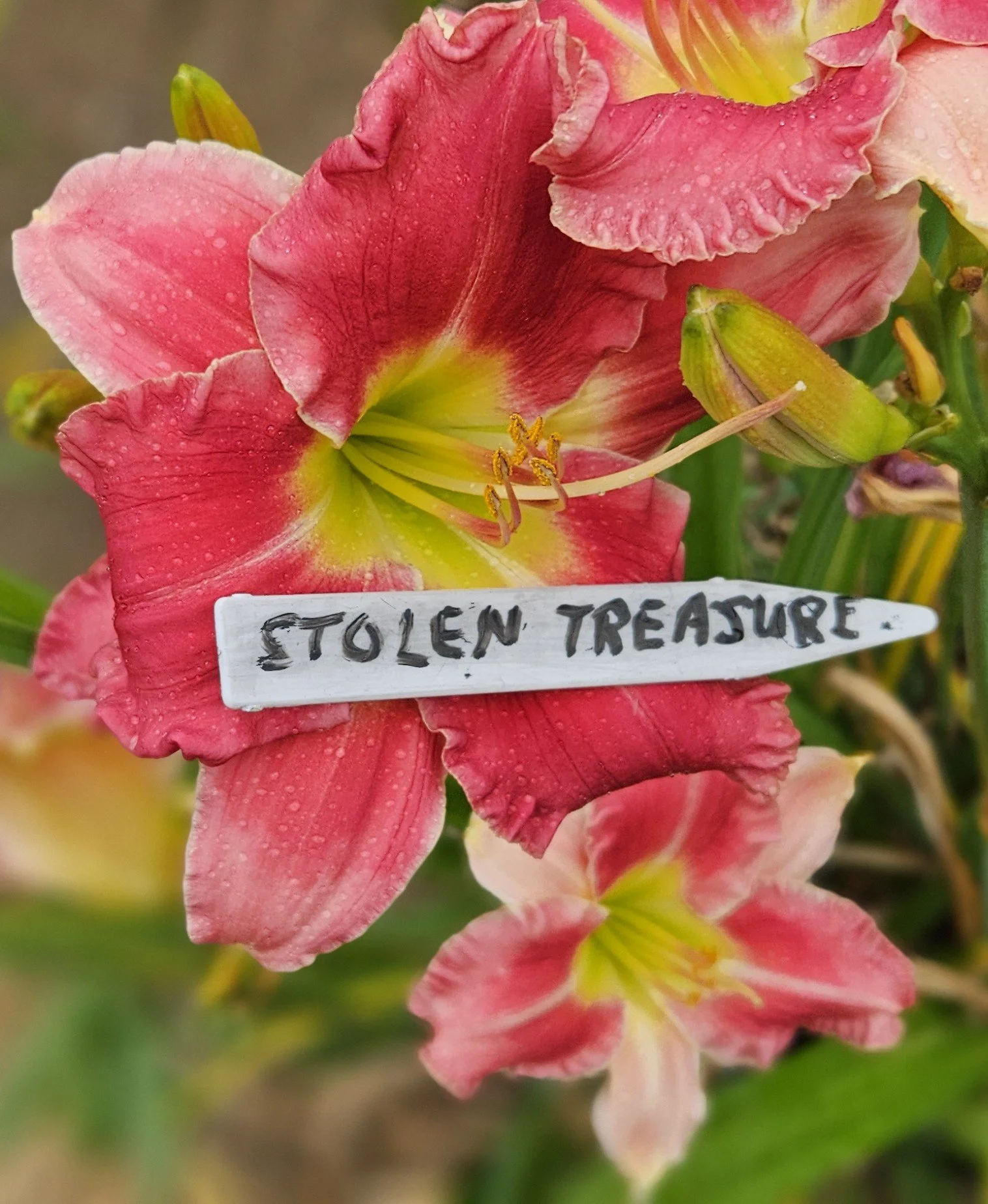 Stolen Treasure