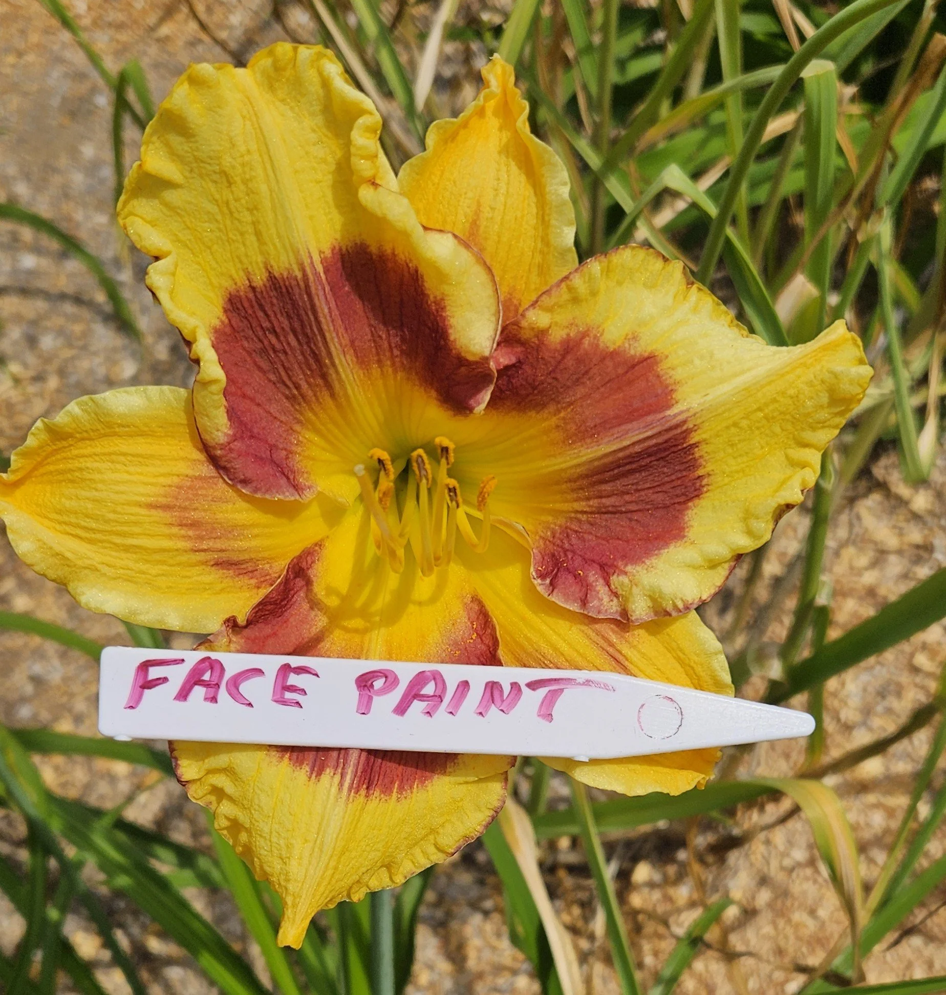 FacePaint  -- NOT AVAILABLE AT THIS TIME