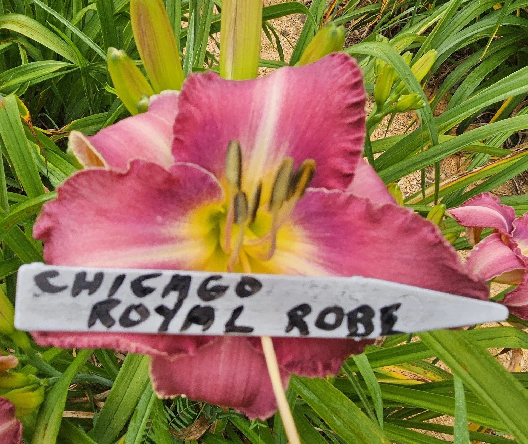 Chicago Royal Robe