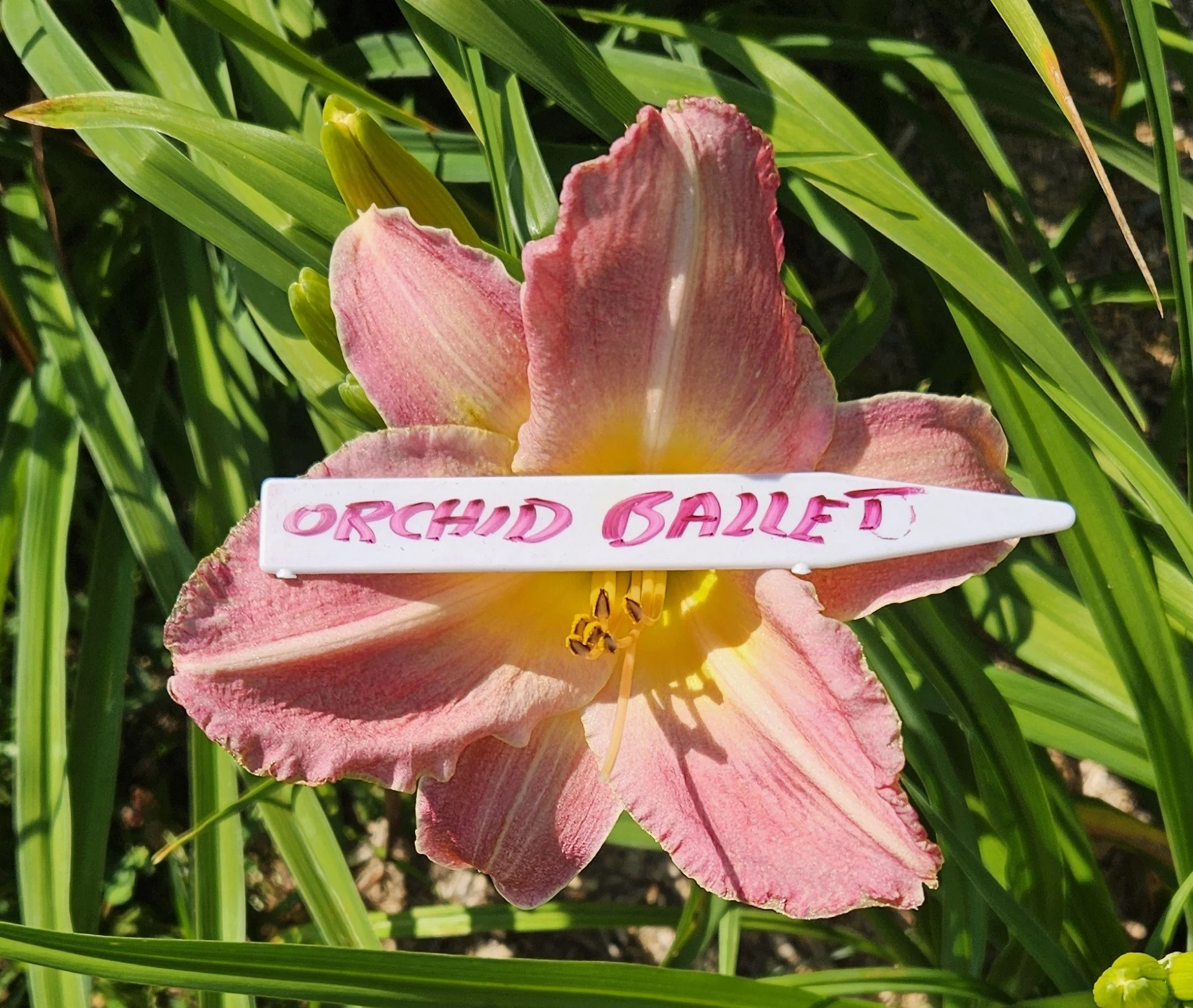 Orchid Ballet