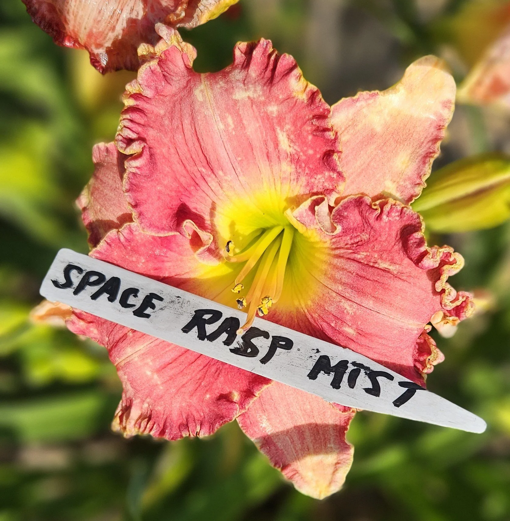 Spacecoast Raspberry Mist