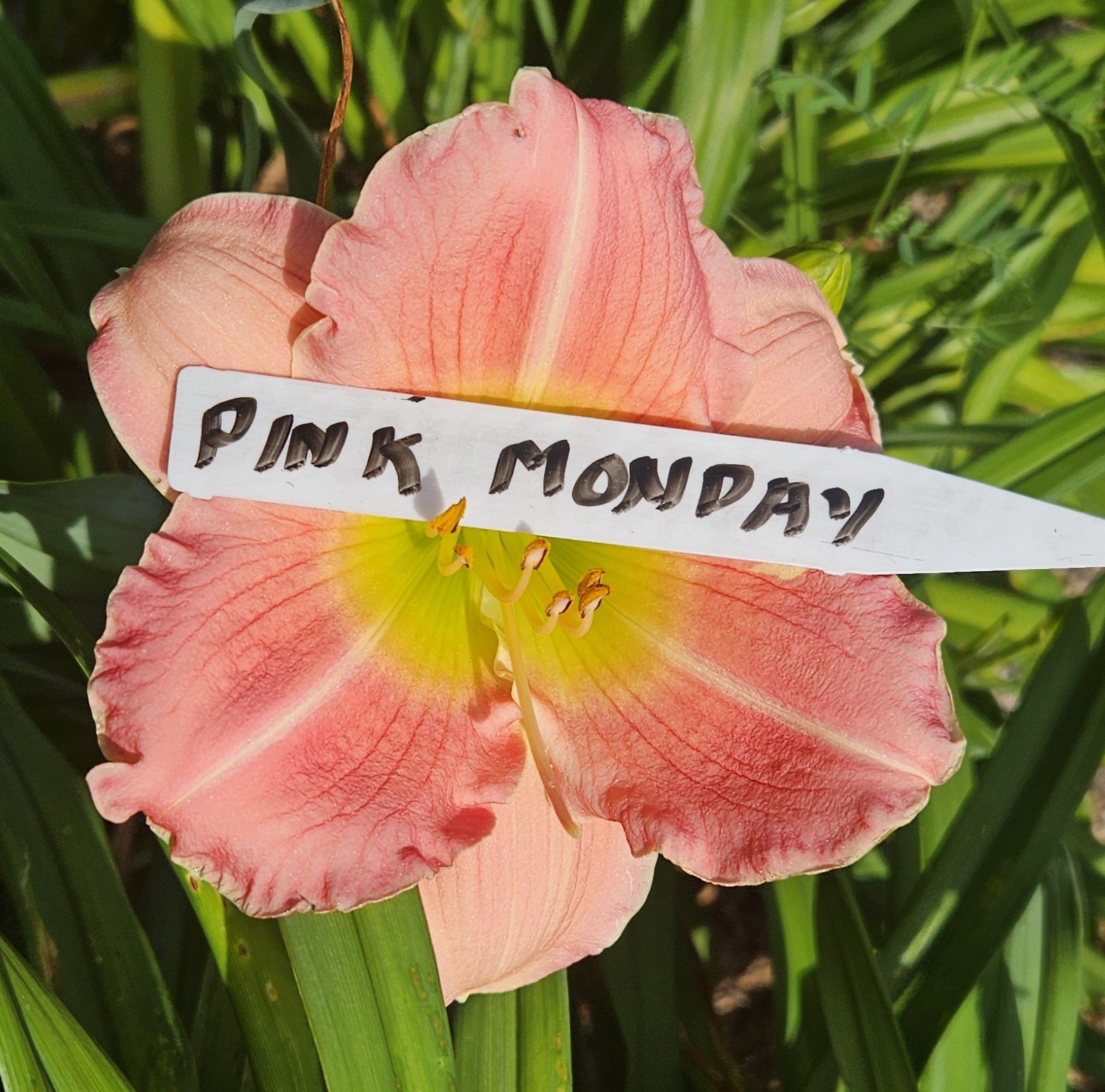 Pink Monday