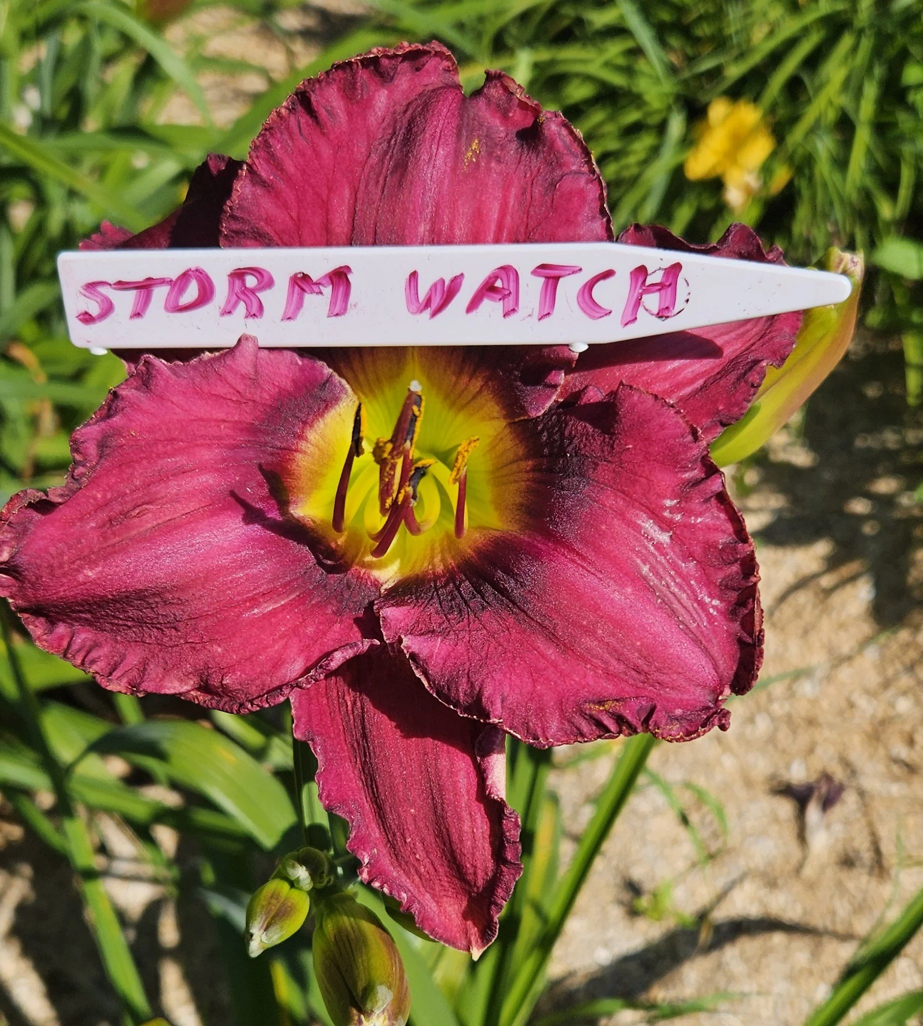 Storm Watch