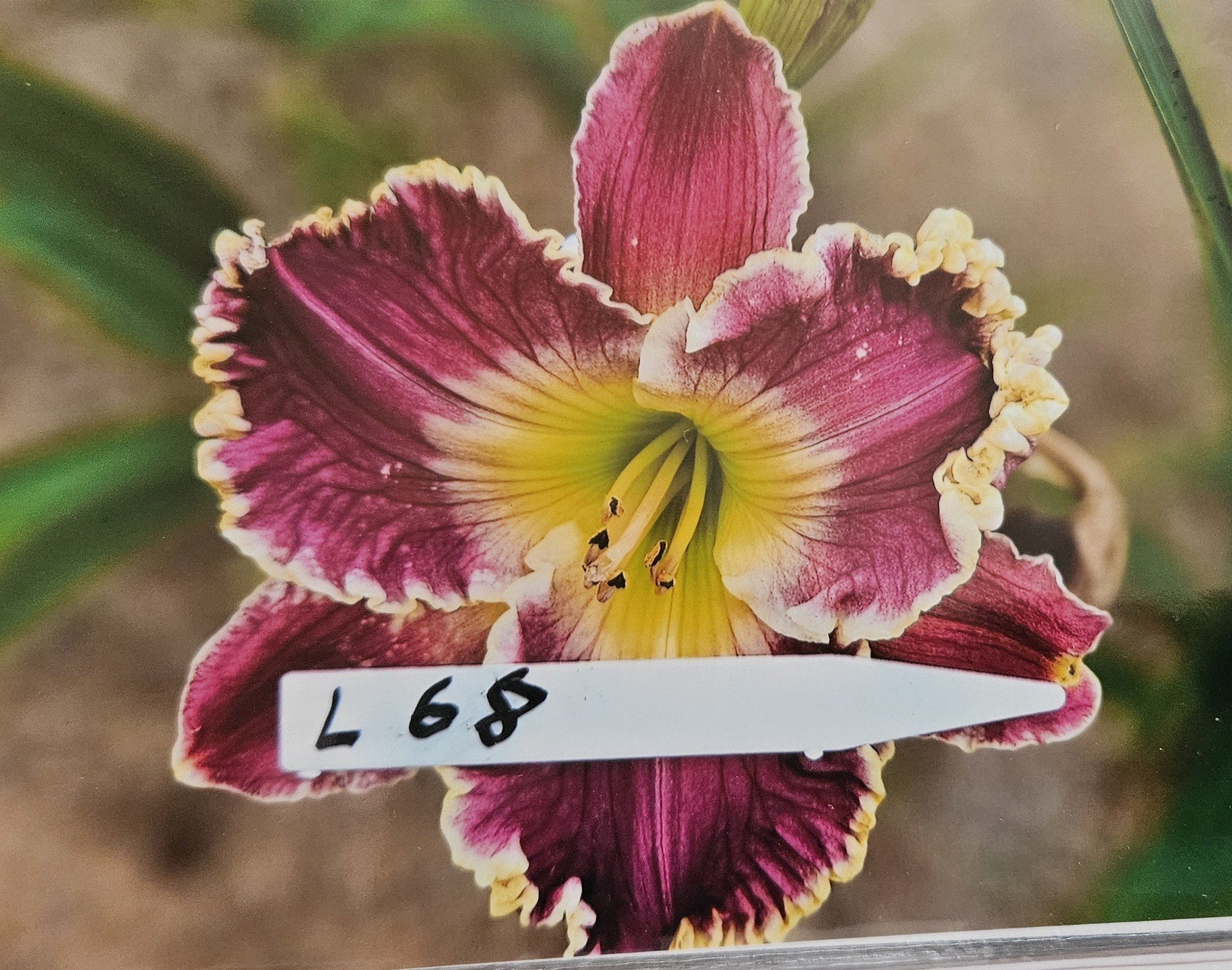Seedling L 68