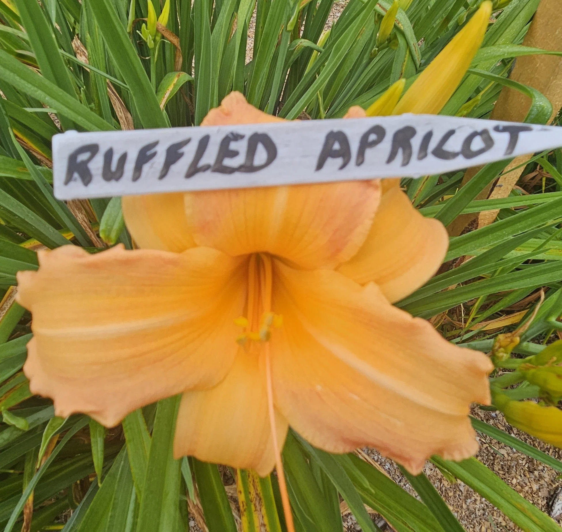 Ruffled Apricot