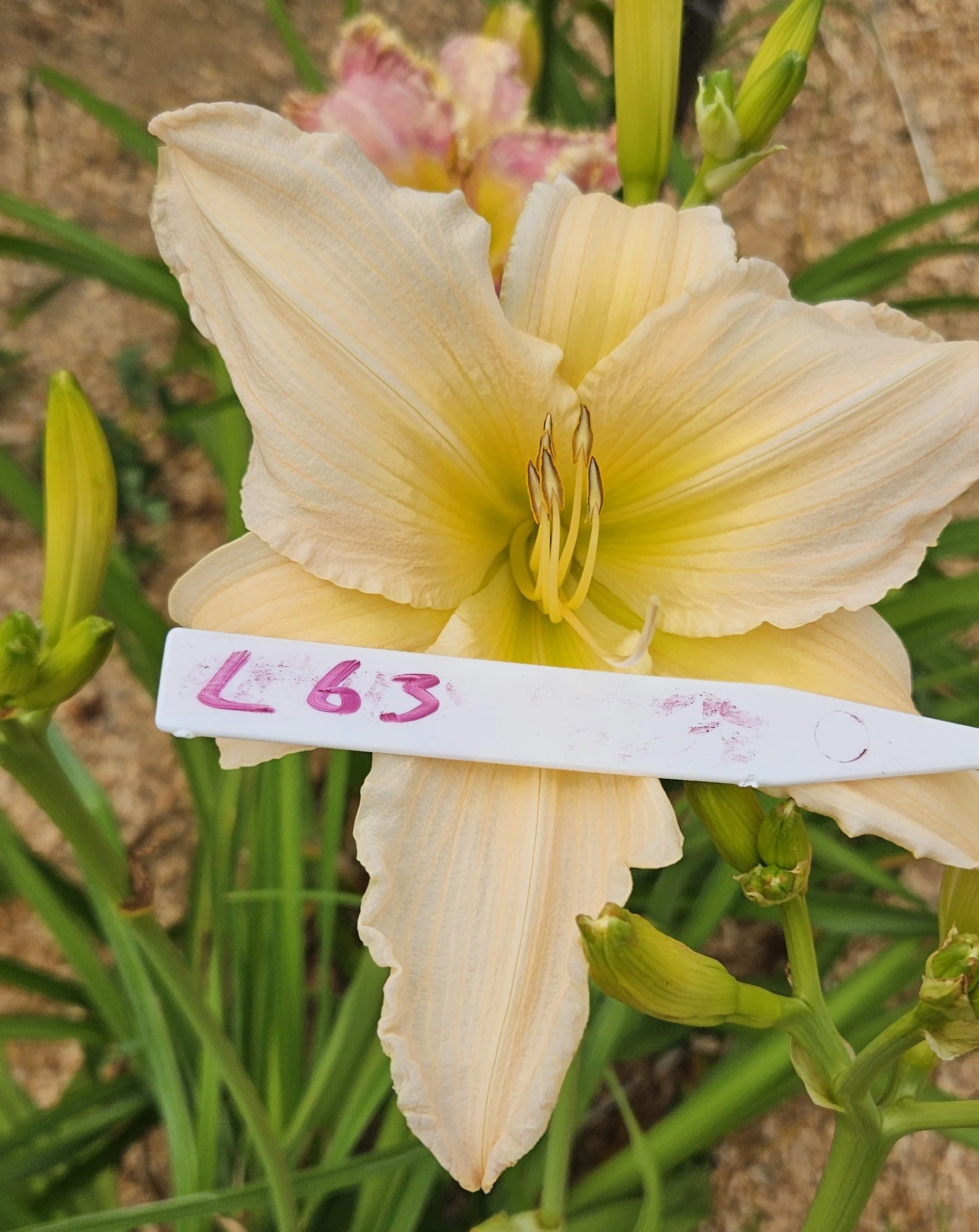 L 63.jpg