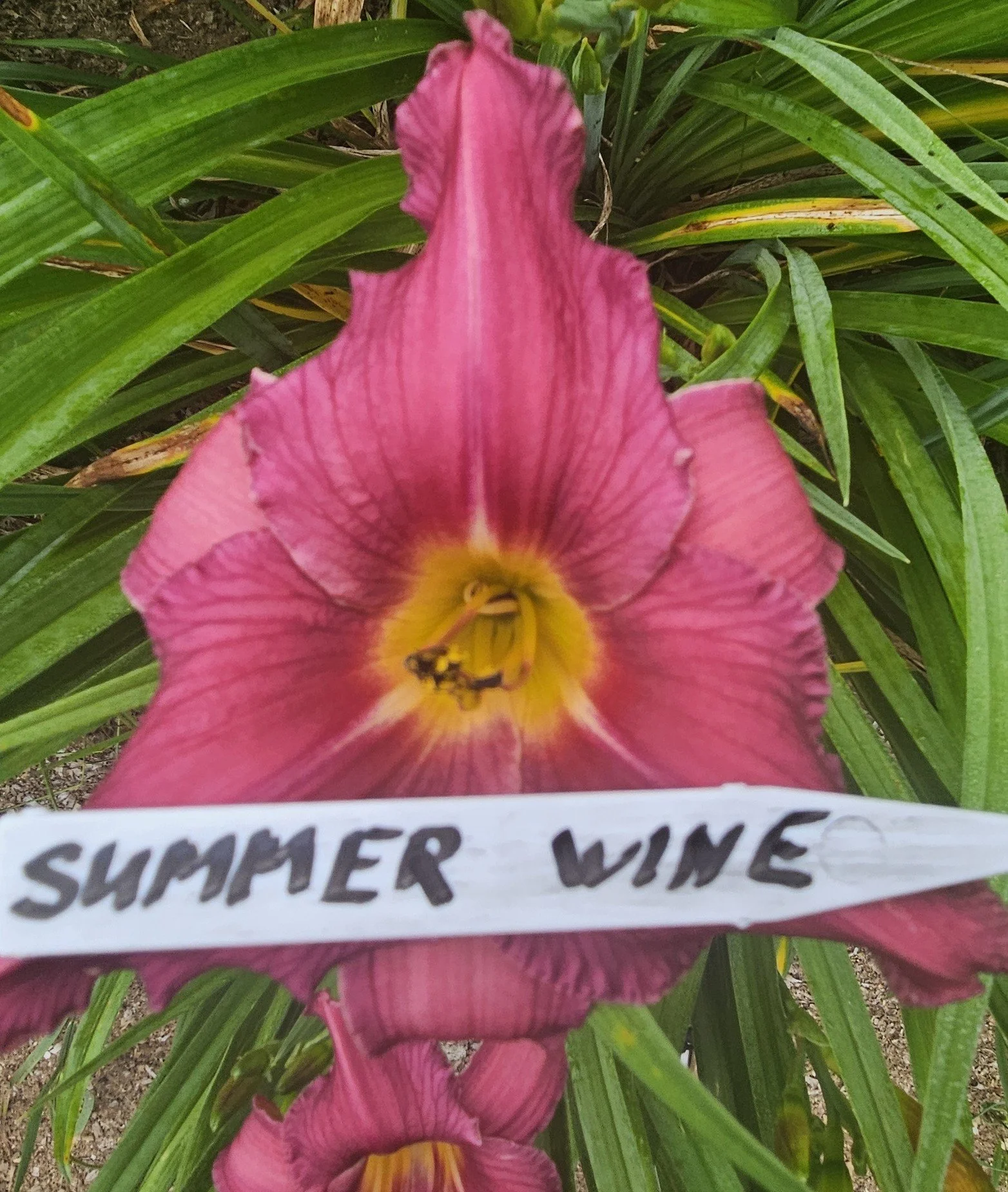 SUMMER WINE.jpg
