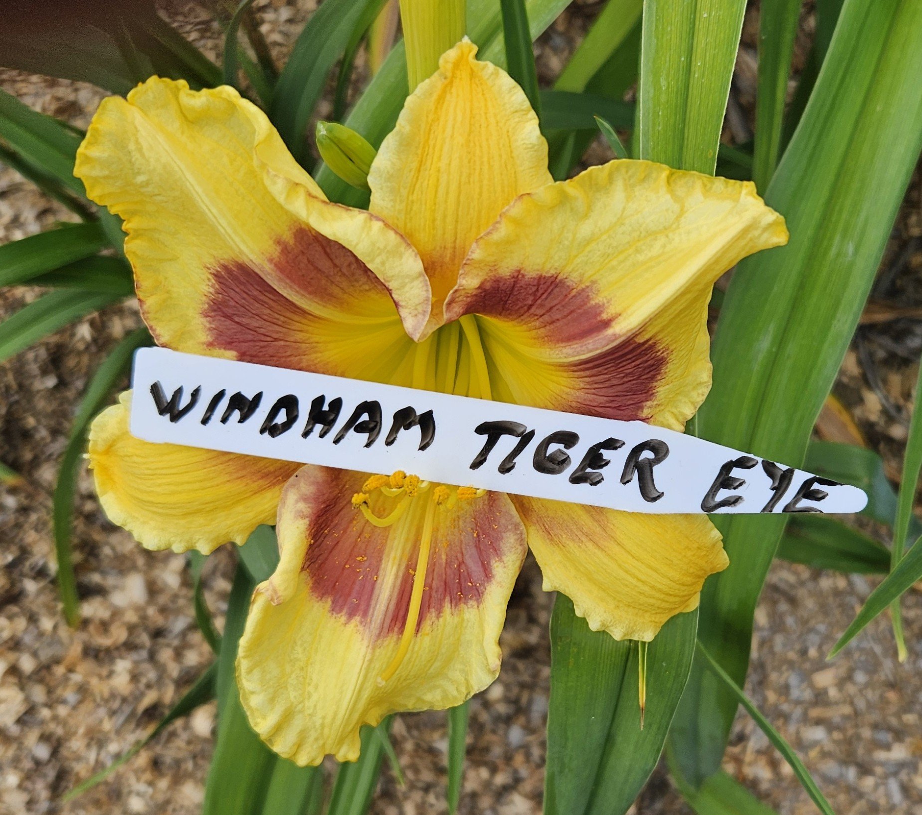 Windham Tiger Eye