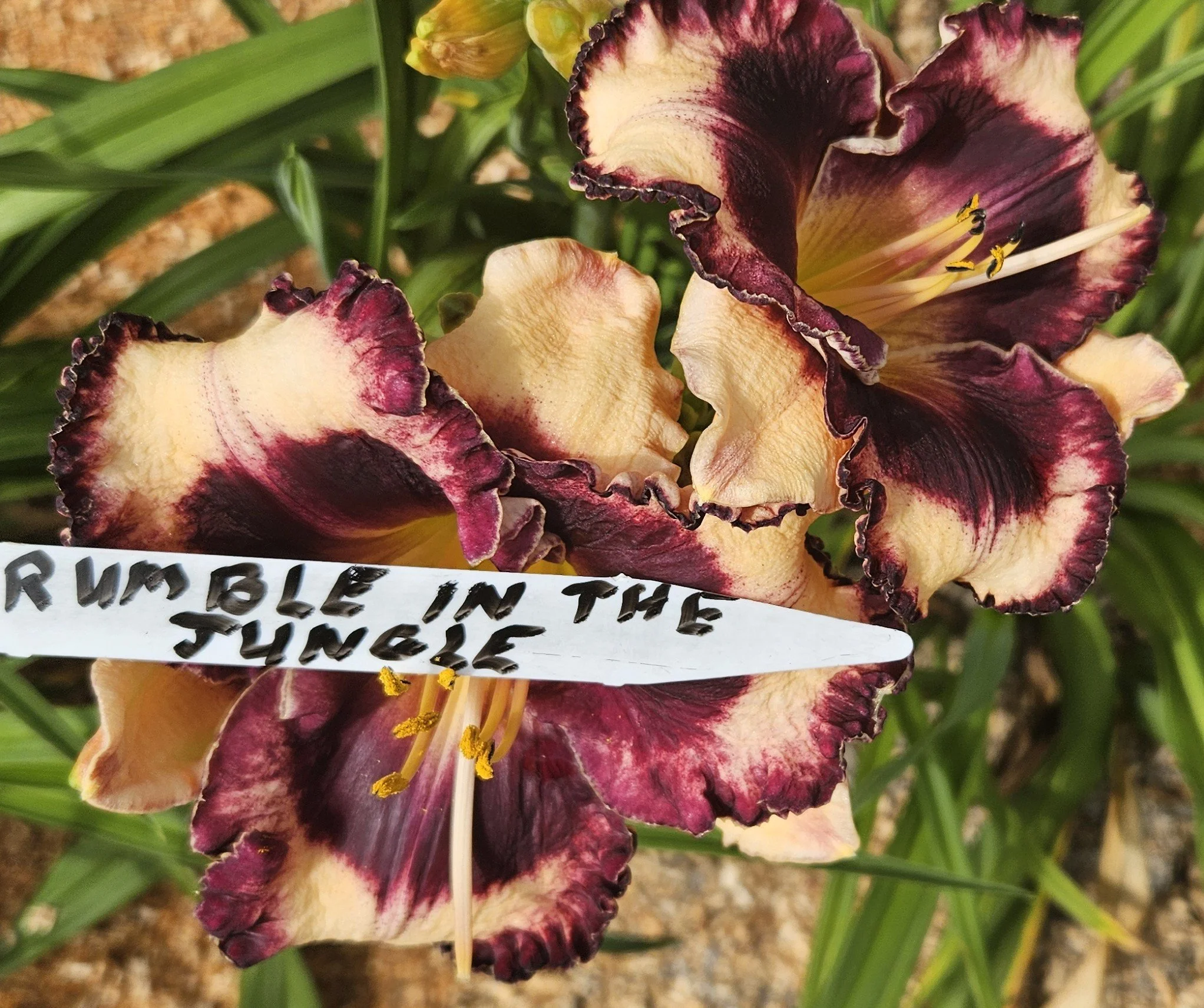 Rumble in the Jungle