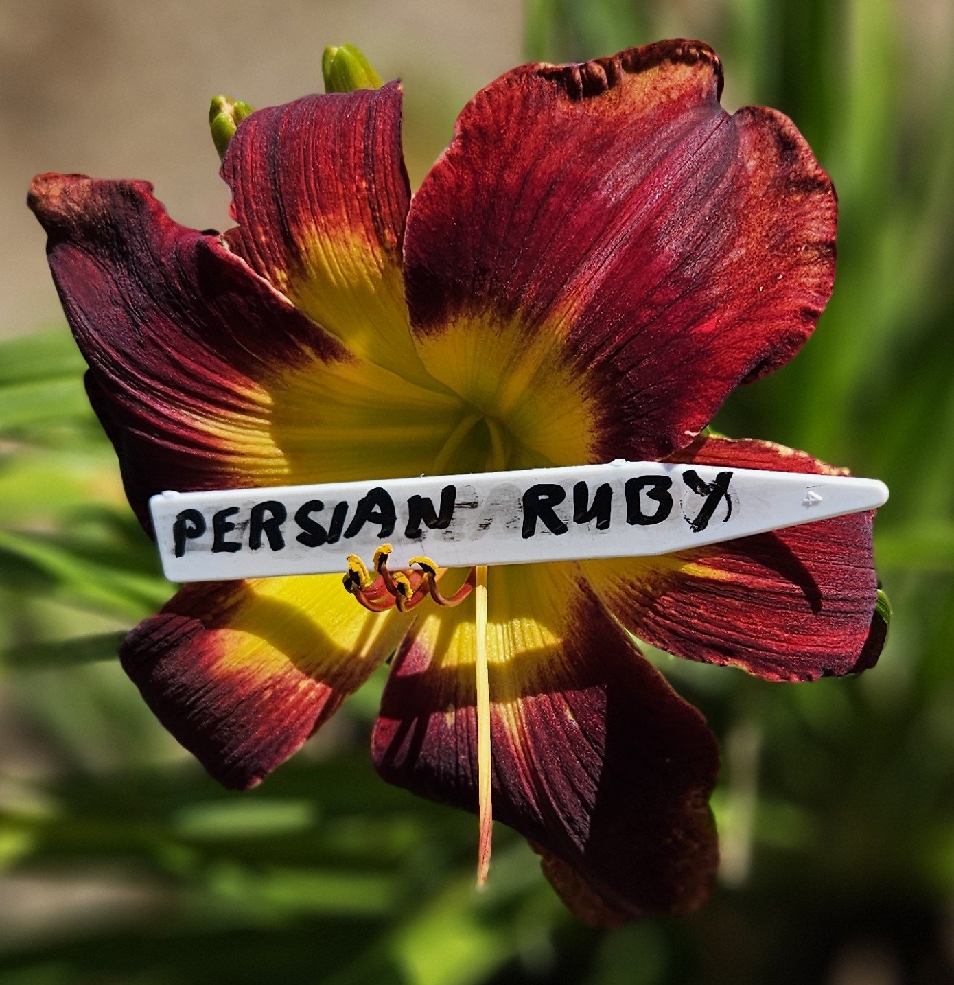 Persian Ruby