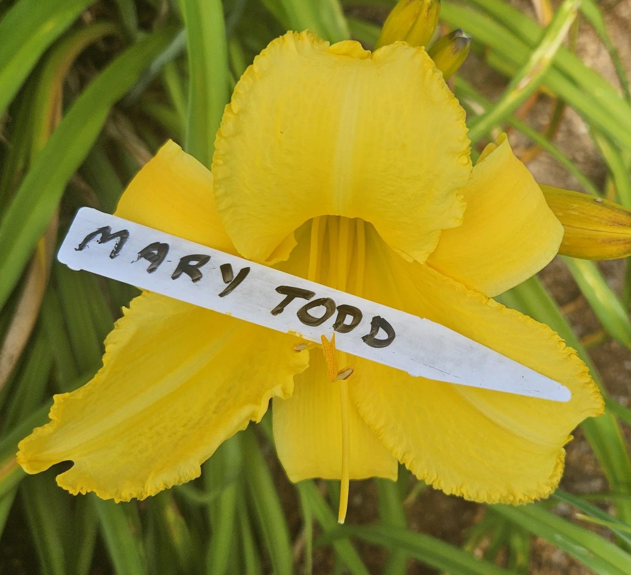 SEEDS OF MARY TODD BY UNKNOWN