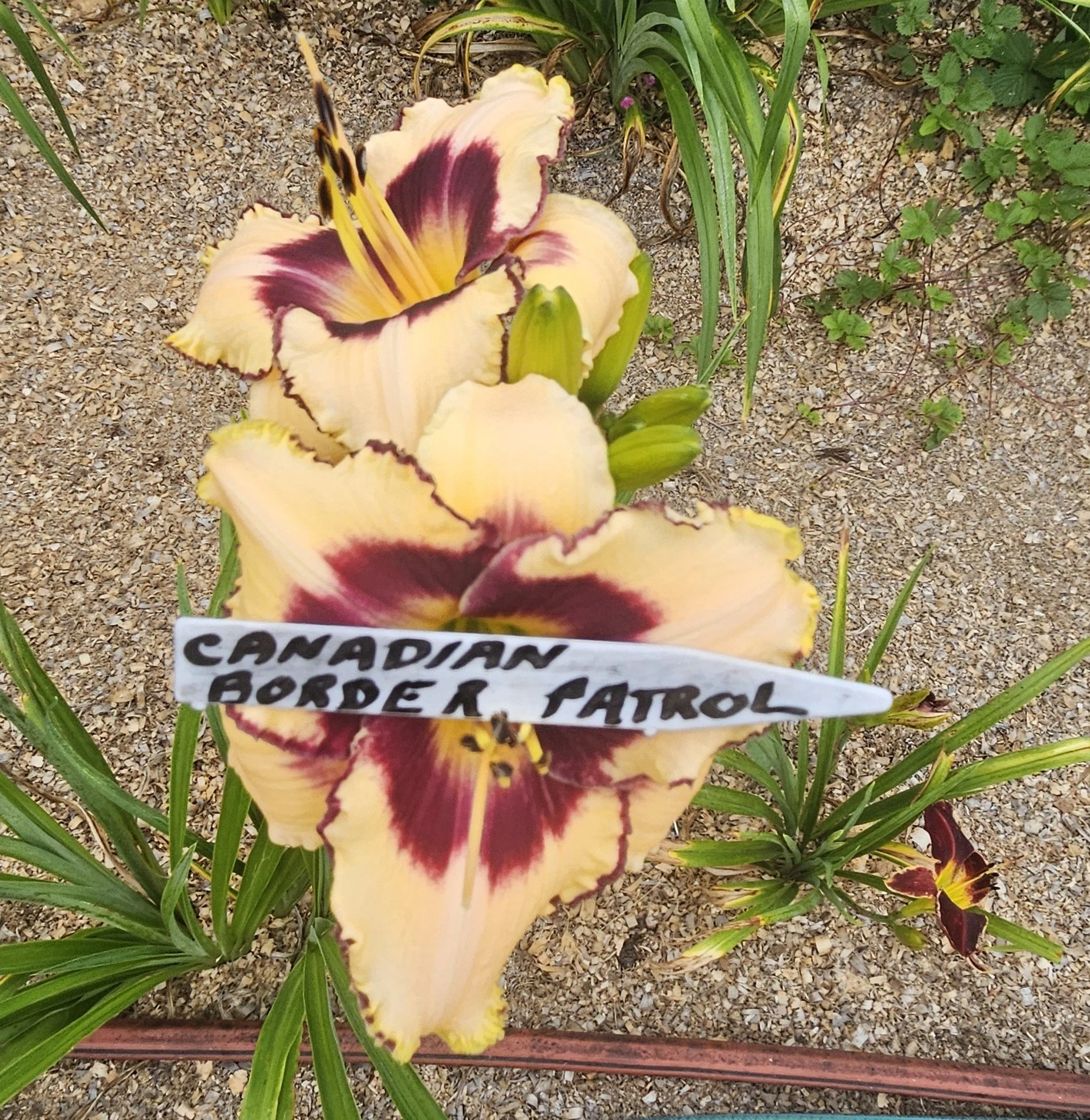 Canadian Border Patrol