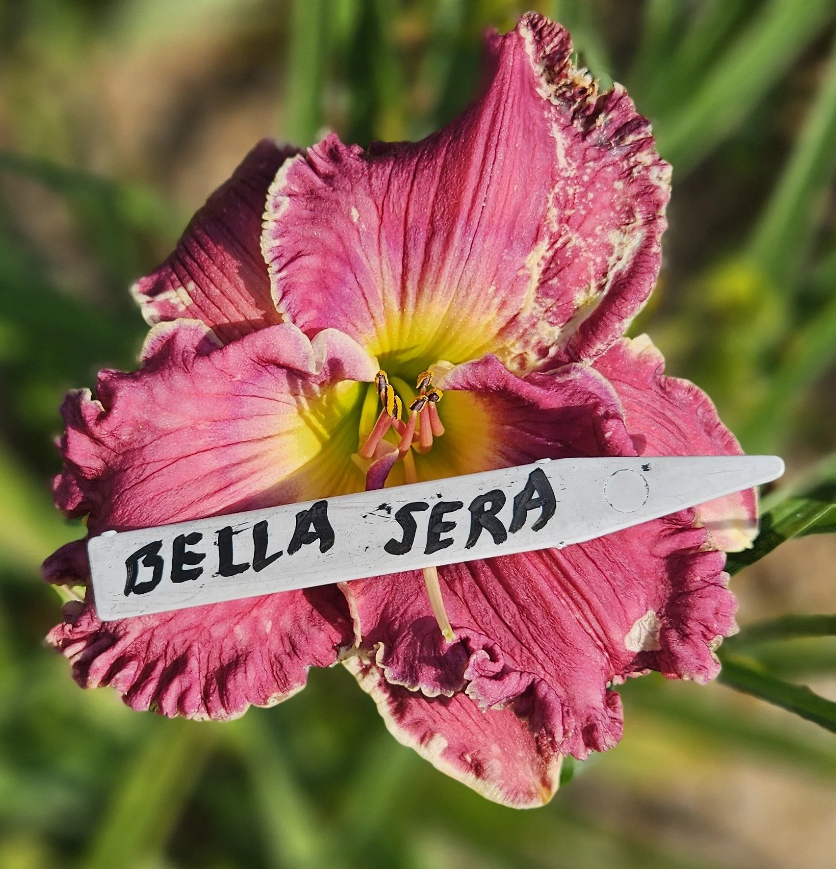 Bella Sera