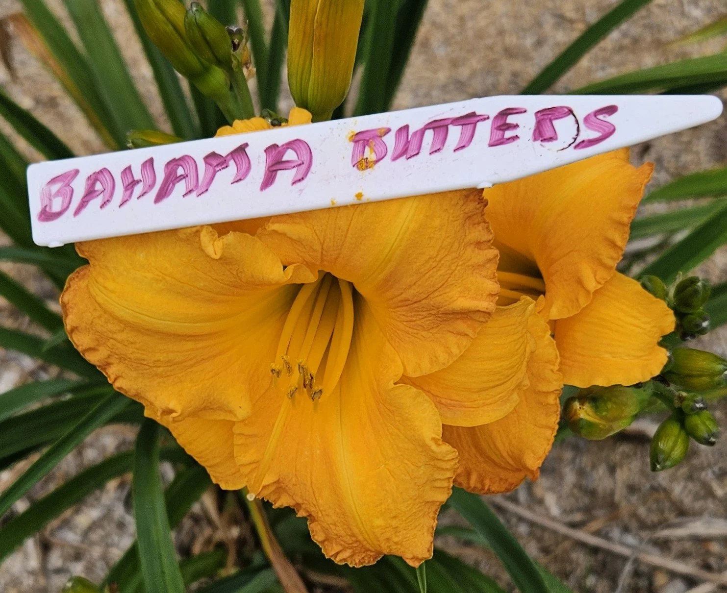 Bahama Butterscotch