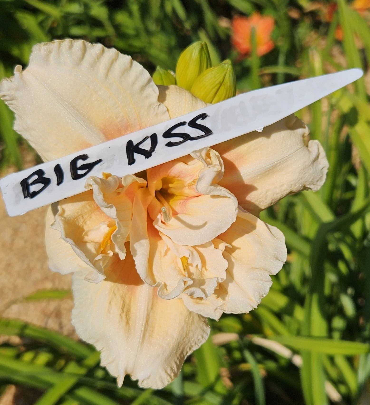 Big Kiss