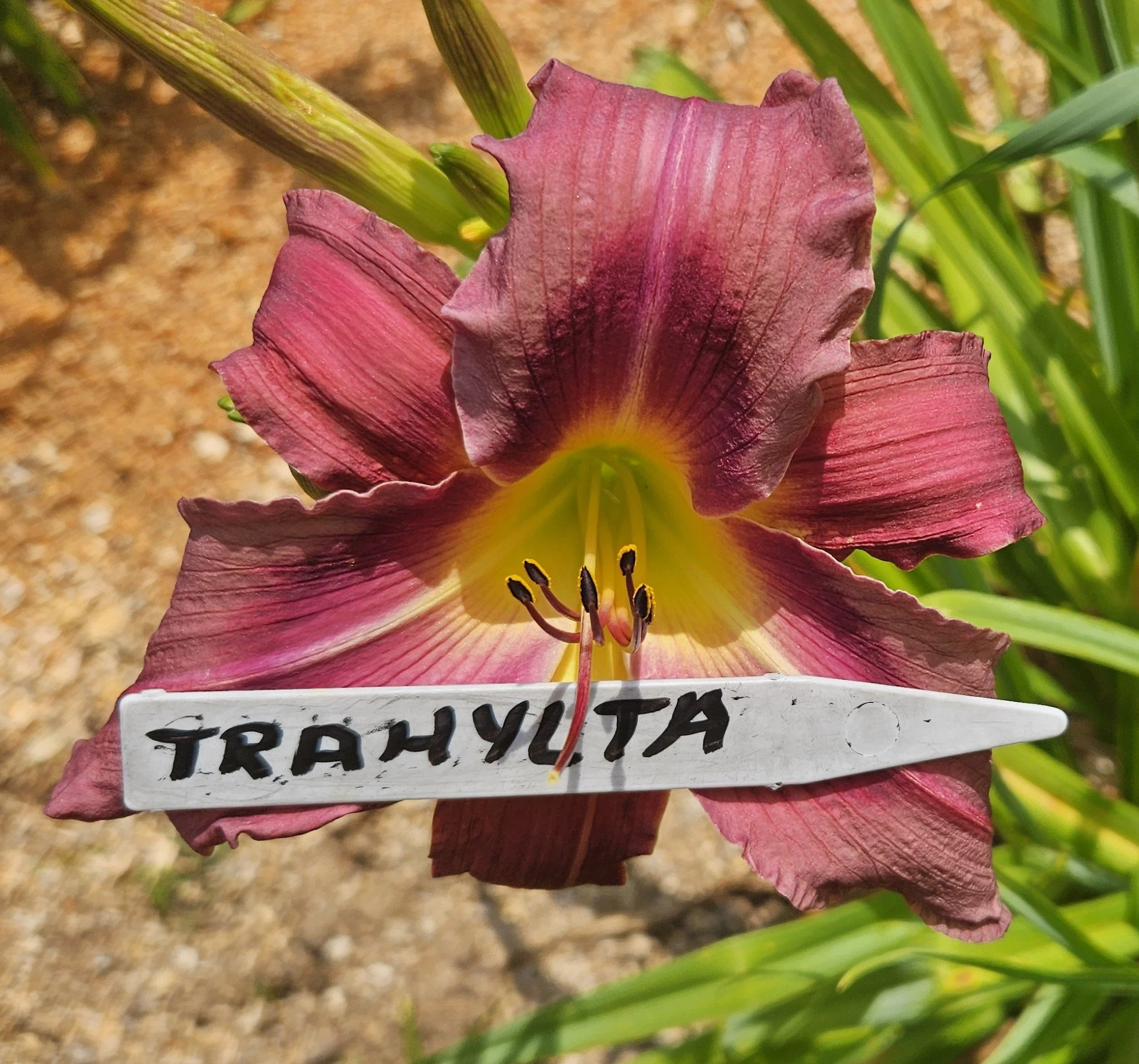 Trahlyta