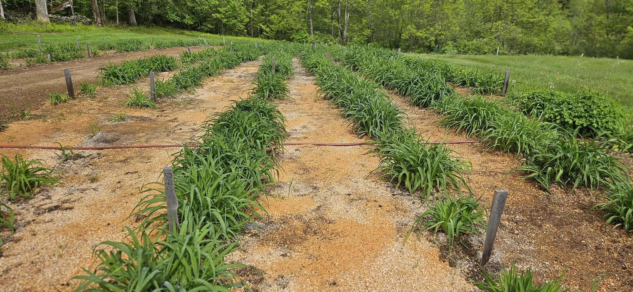 daylily main bed.jpg