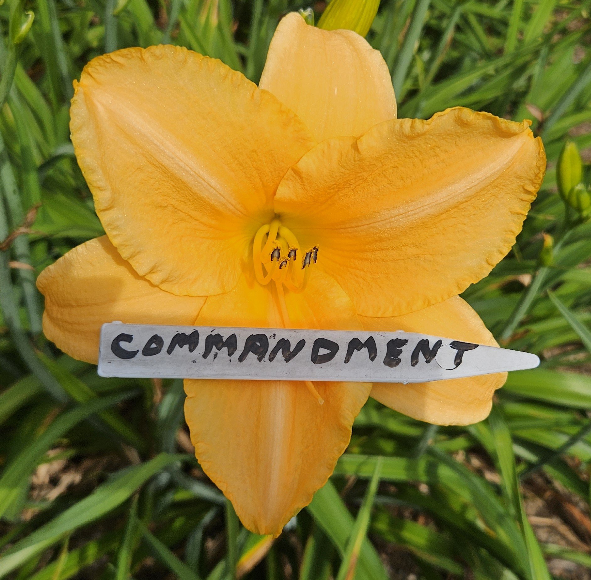 Commandment