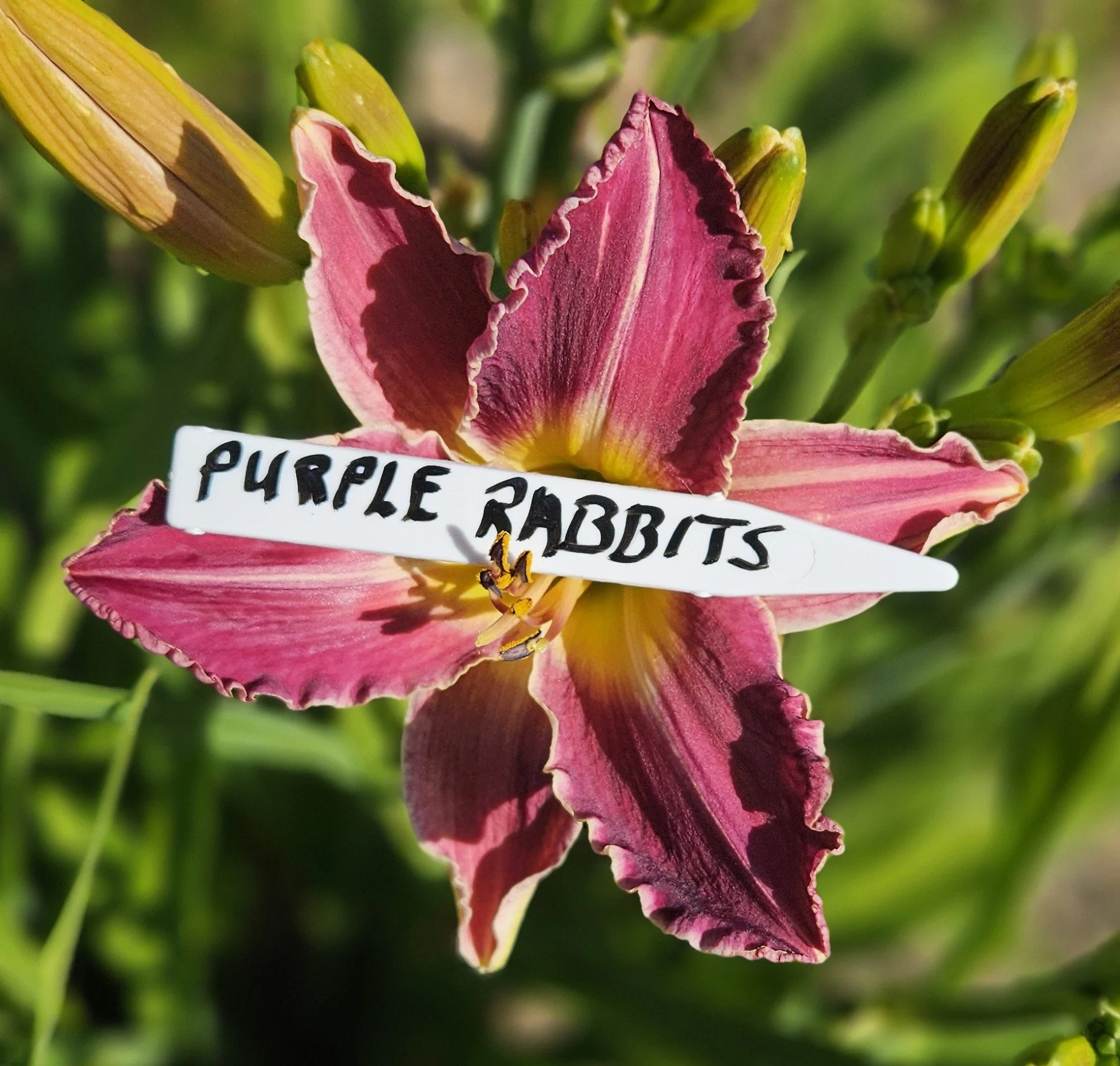 Purple Rabbits