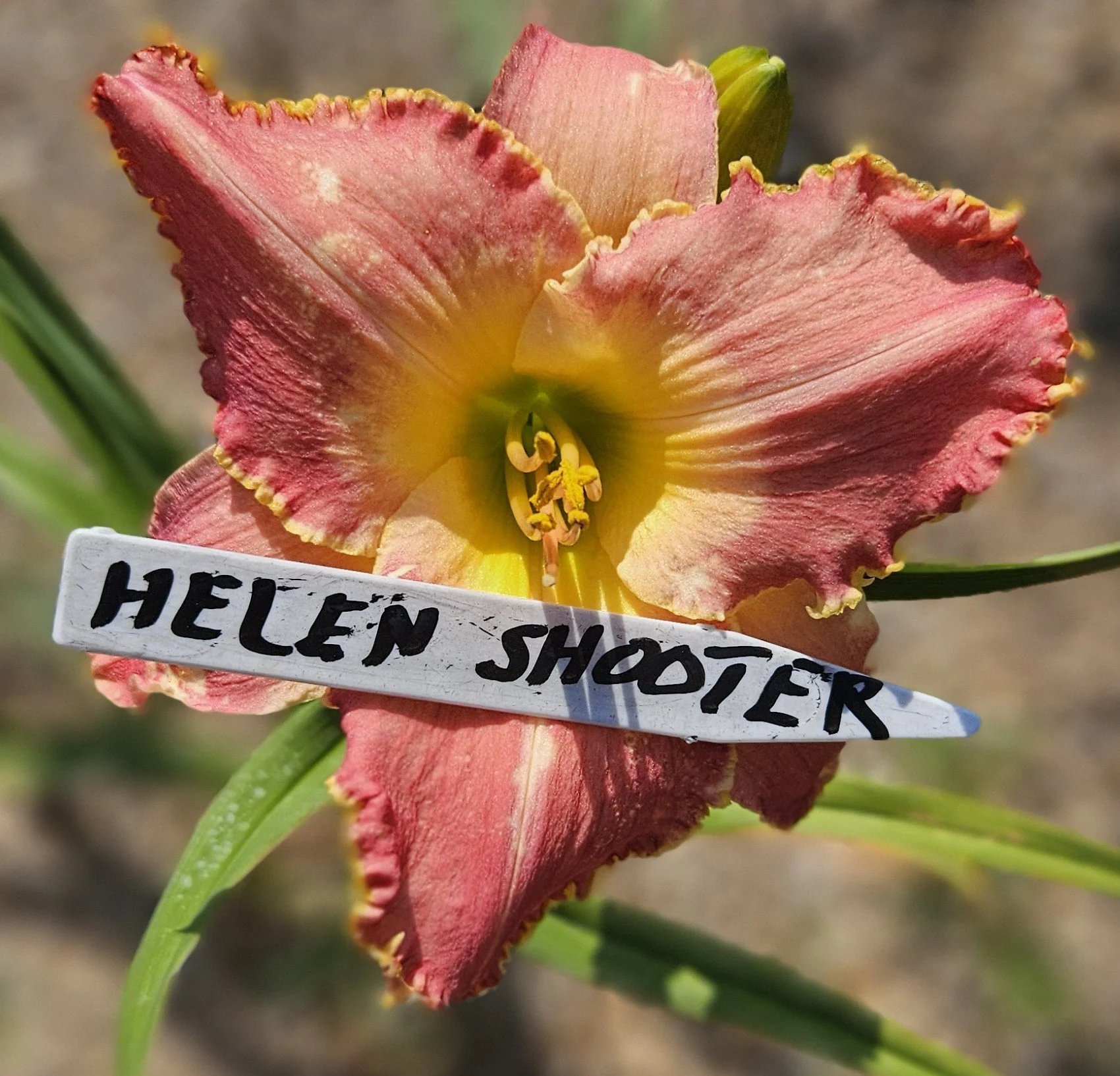 Helen Shooter