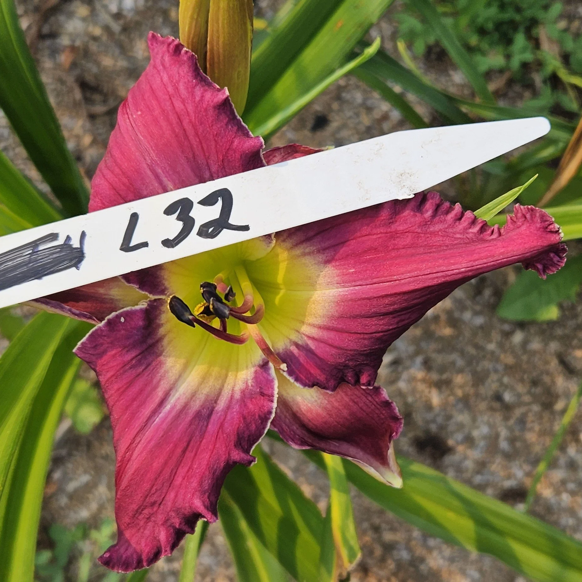 l 32.jpg