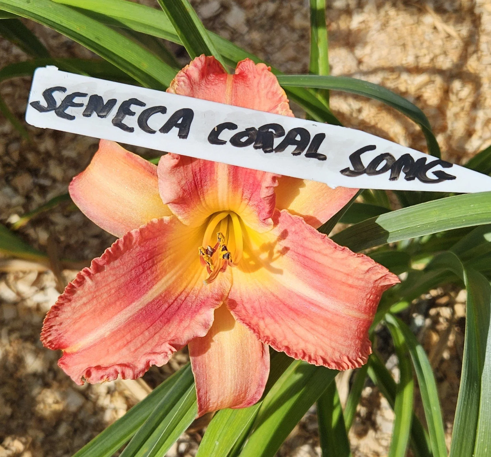 Seneca Coral Song