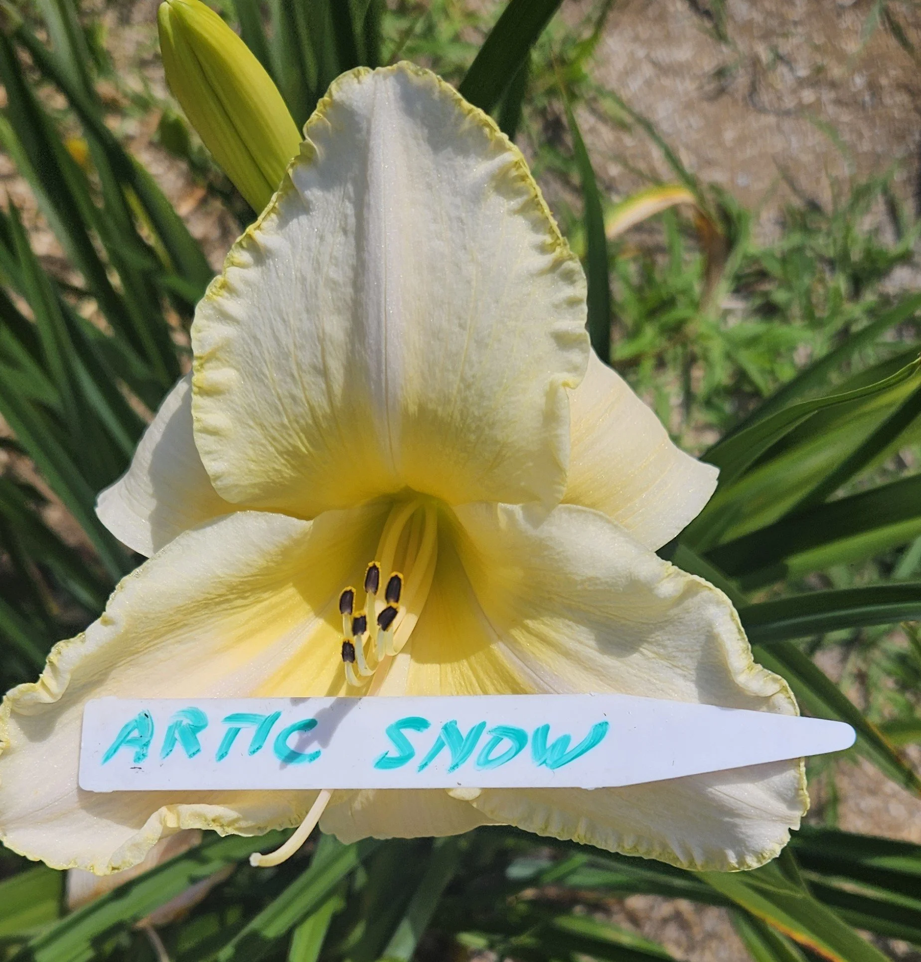 ARCTIC SNOW.jpg