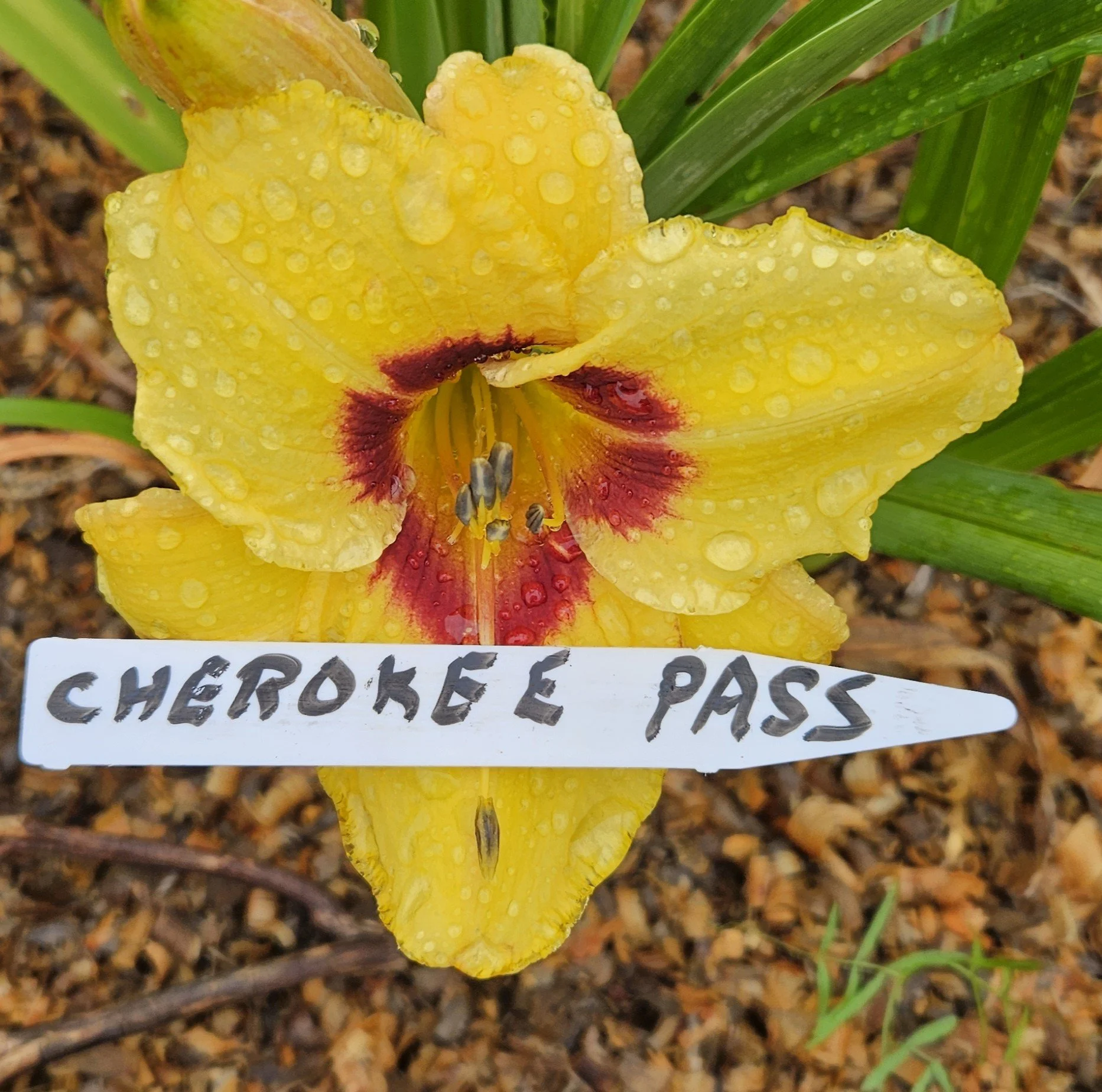 Cherokee Pass