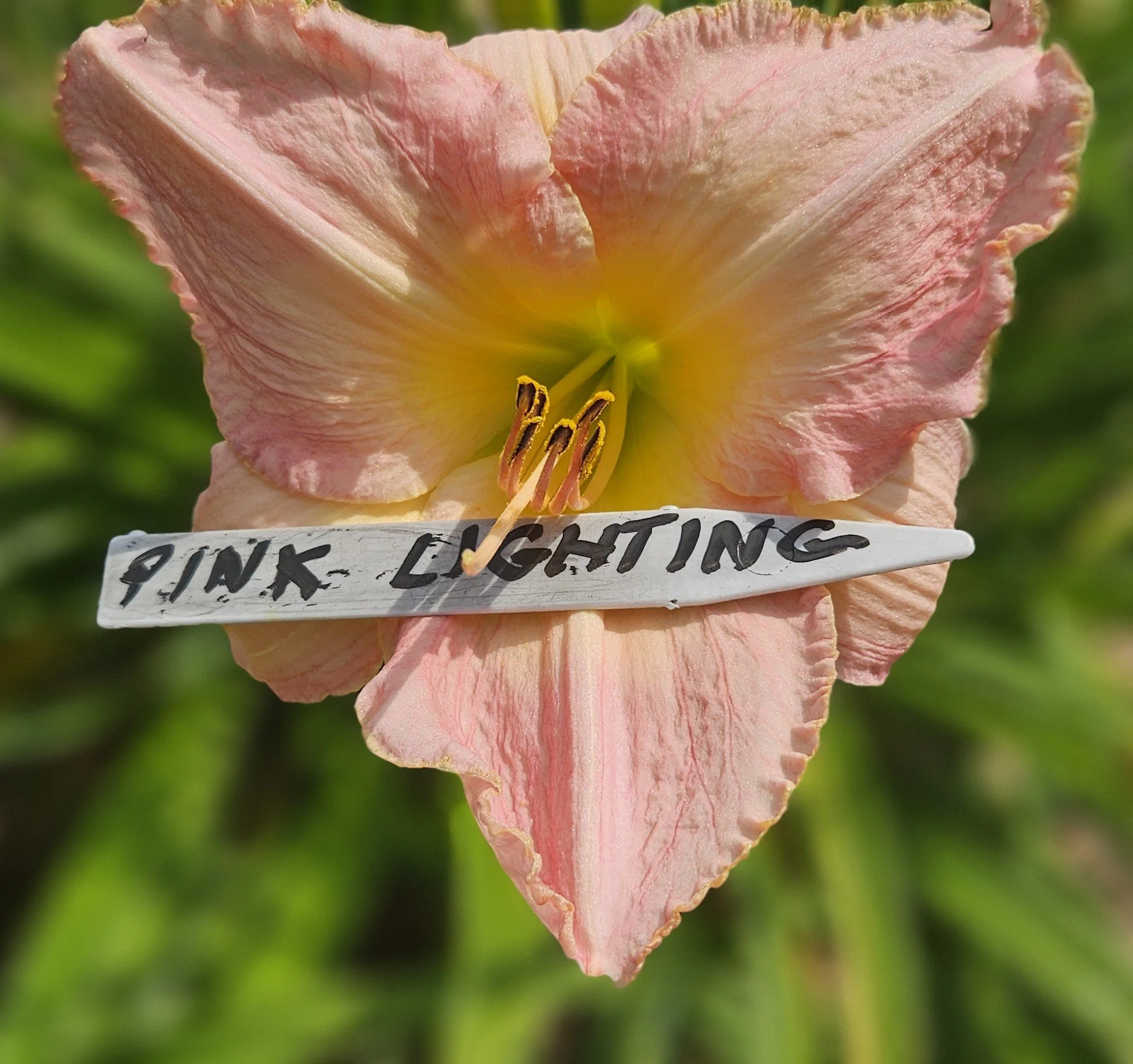 Pink Lightning