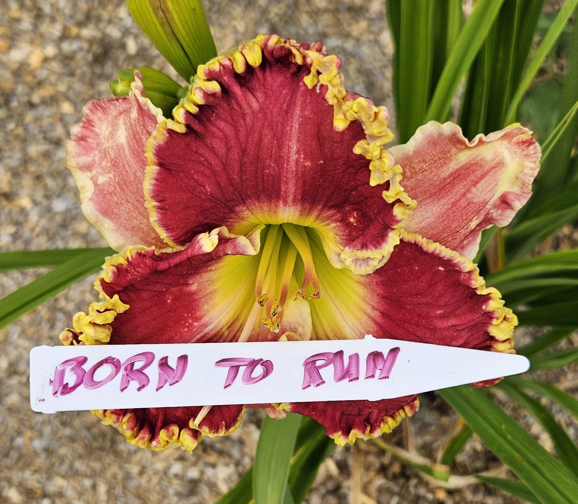 Born to Run  Not available at this time