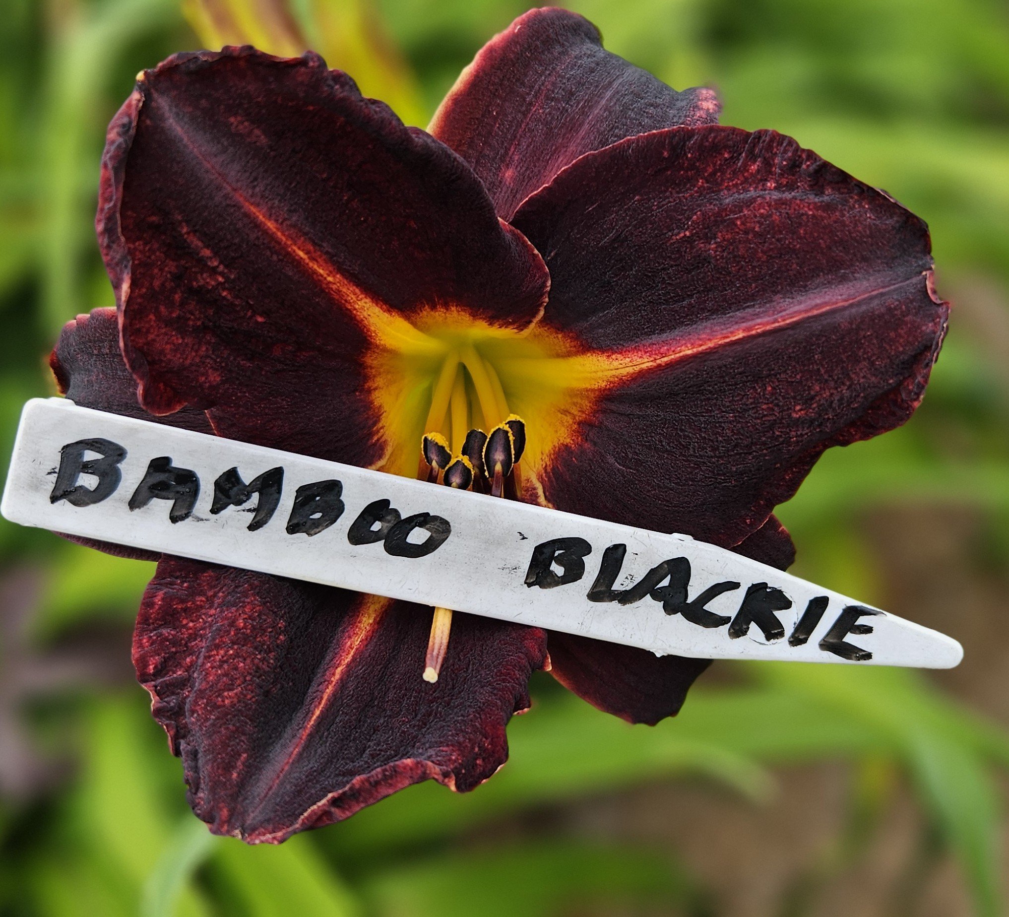 Bamboo Blackie