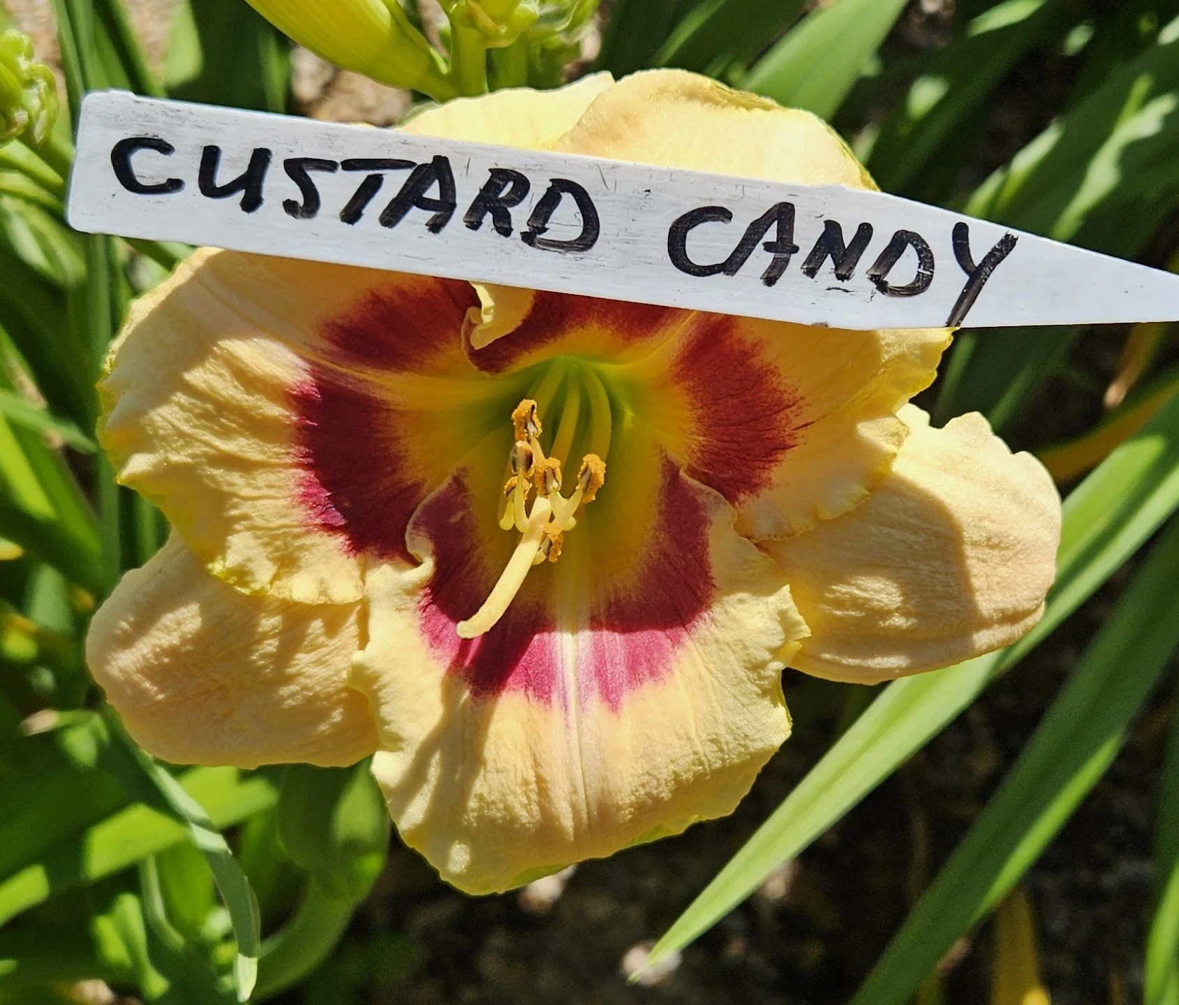 Custard Candy