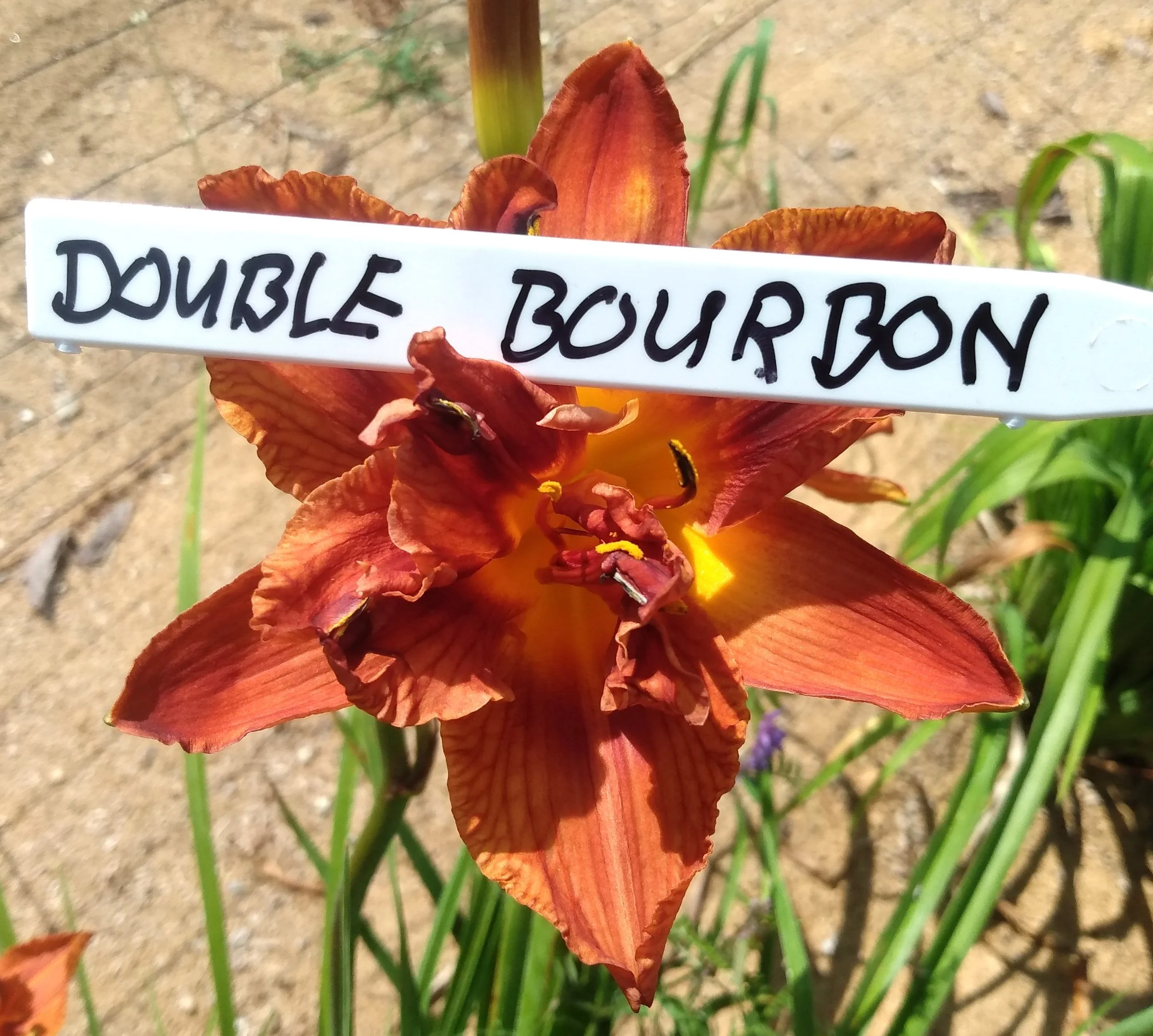 Double Bourbon
