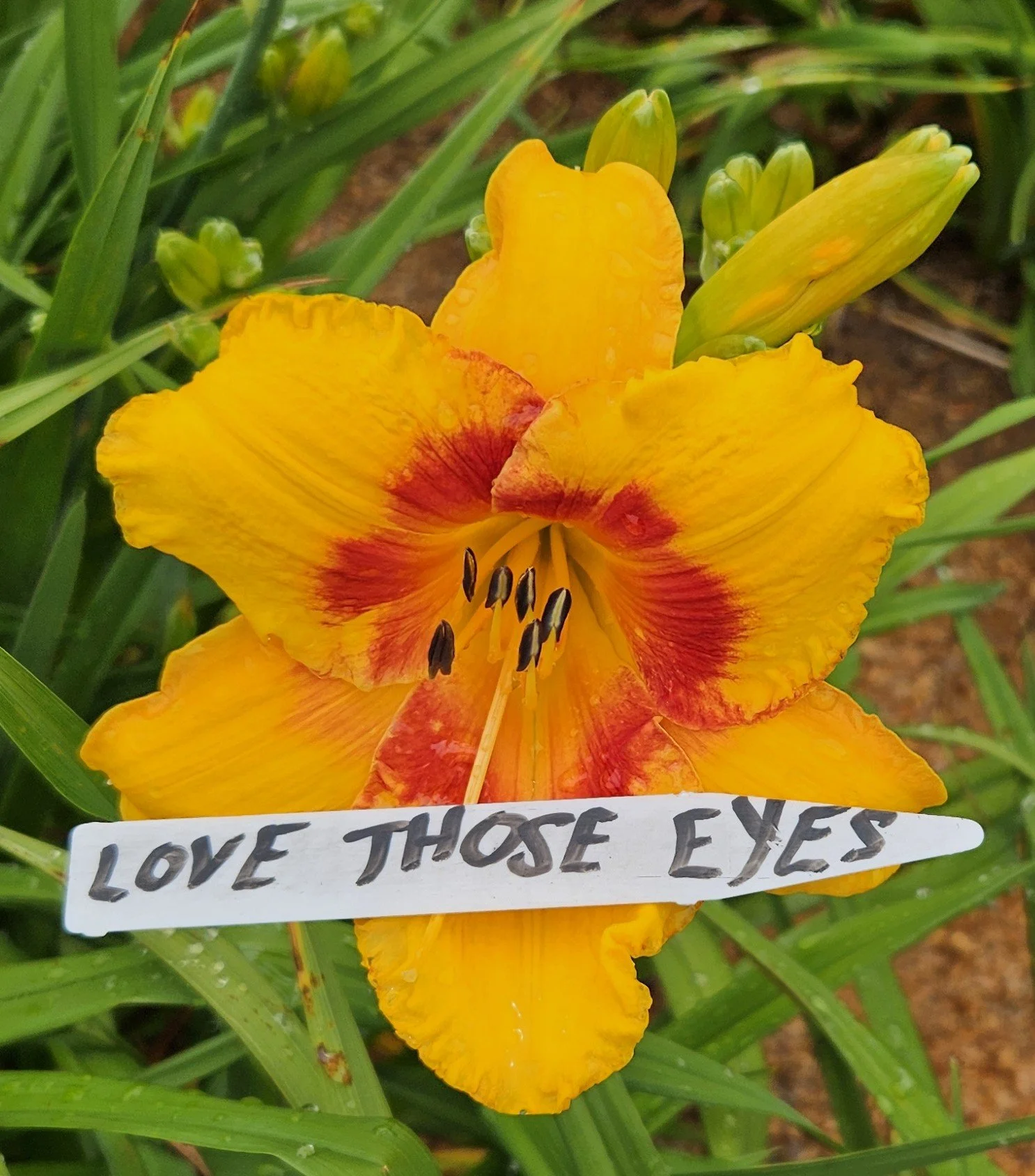 LOVE THOSE EYES.jpg