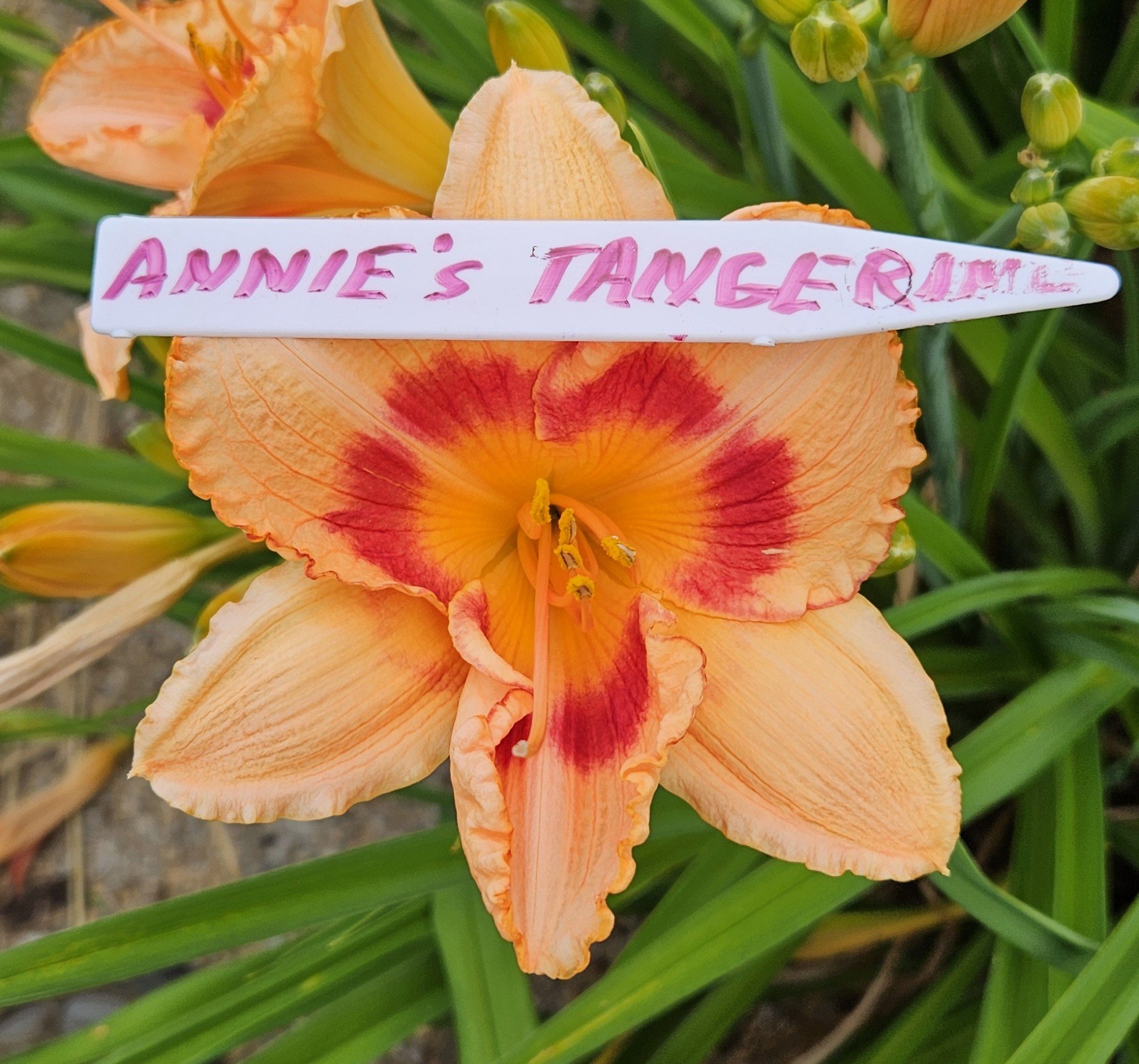 ANNIE'S TANGERINE.jpg