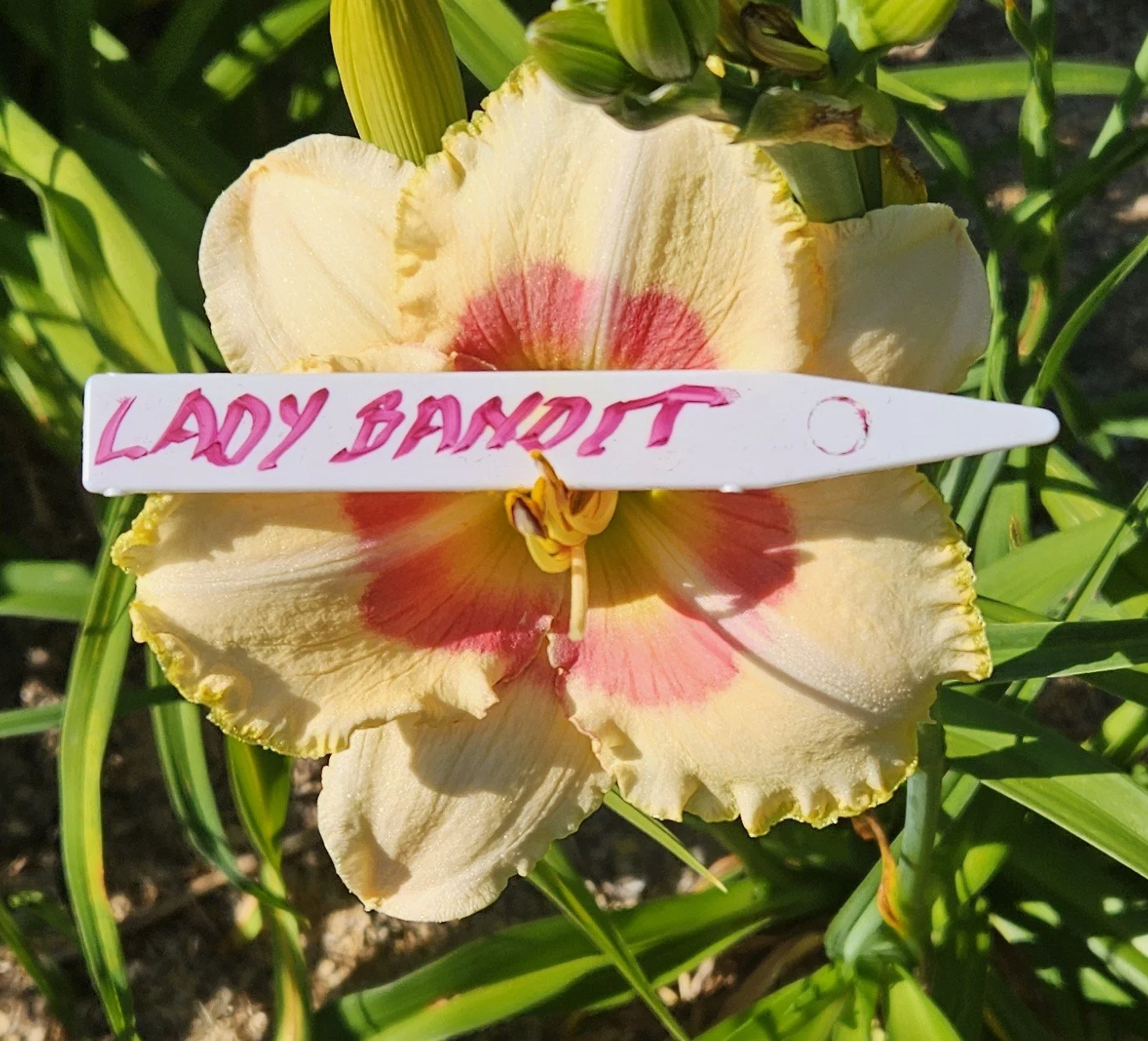LADY BANDIT.jpg