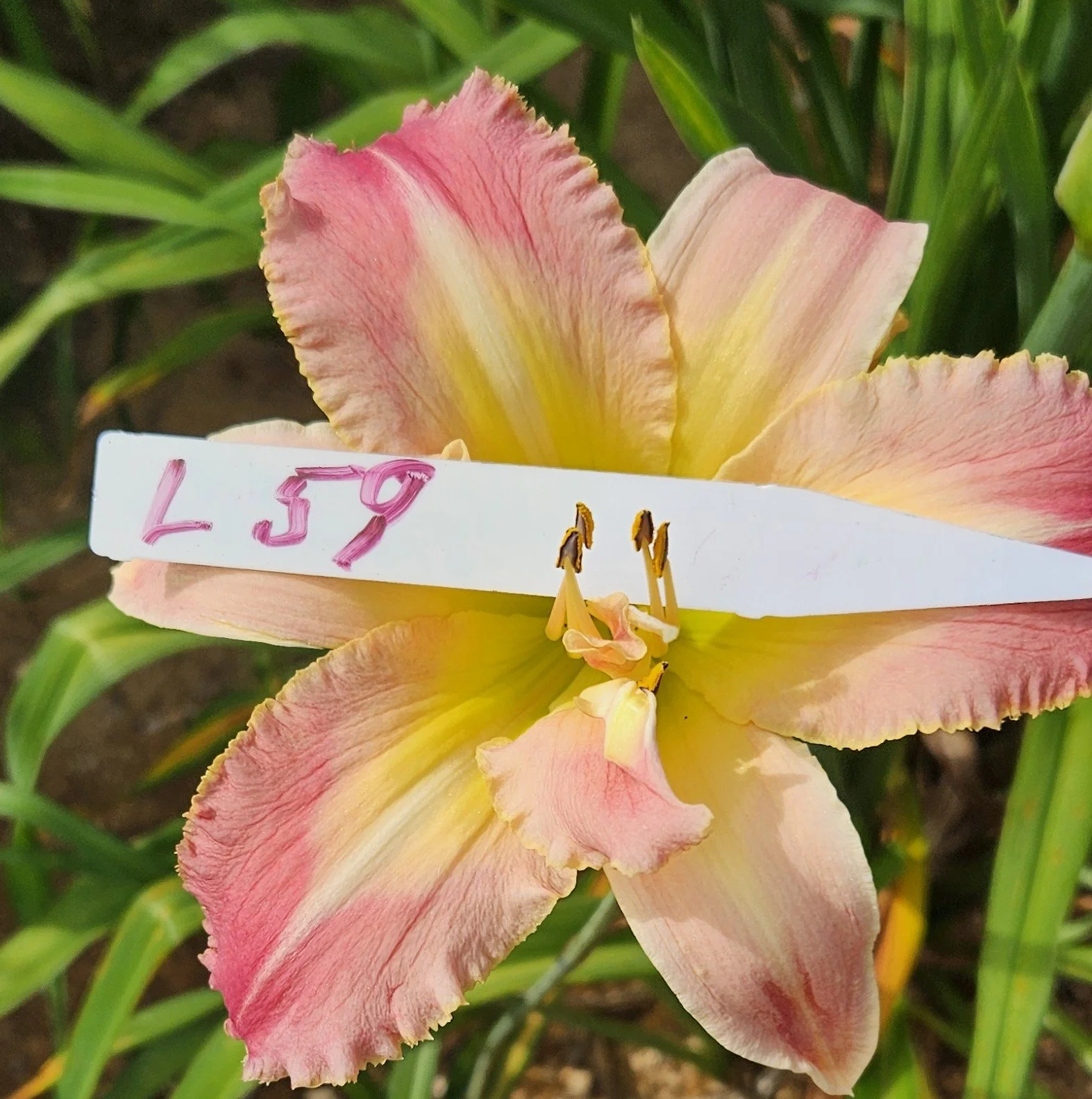 L 59.jpg
