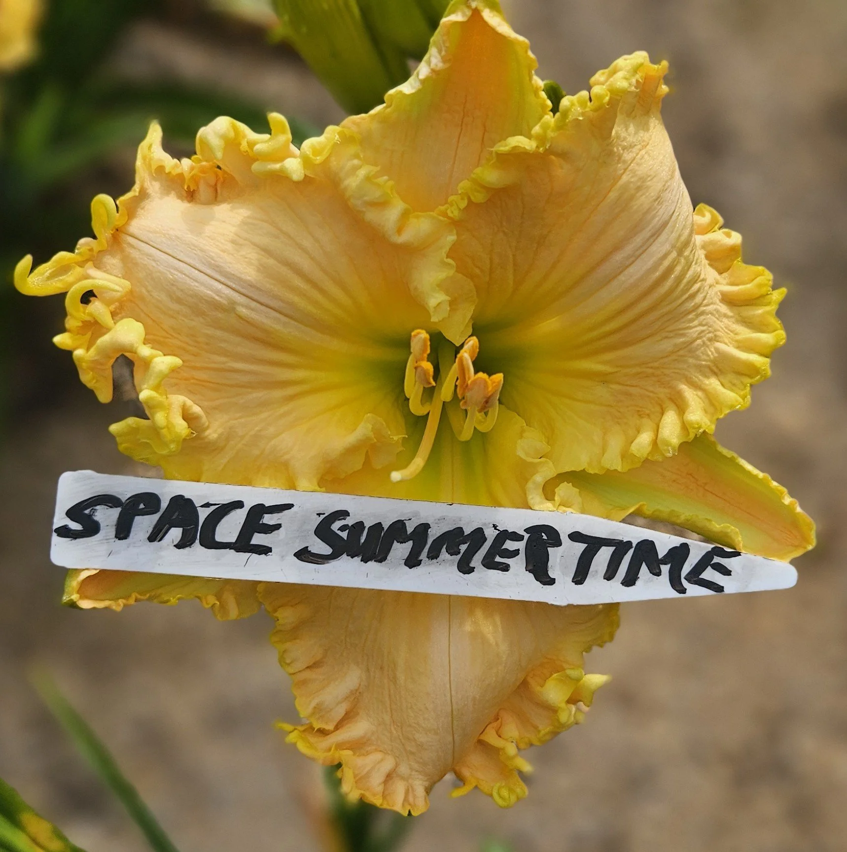 Spacecoast Summertime Spectacular