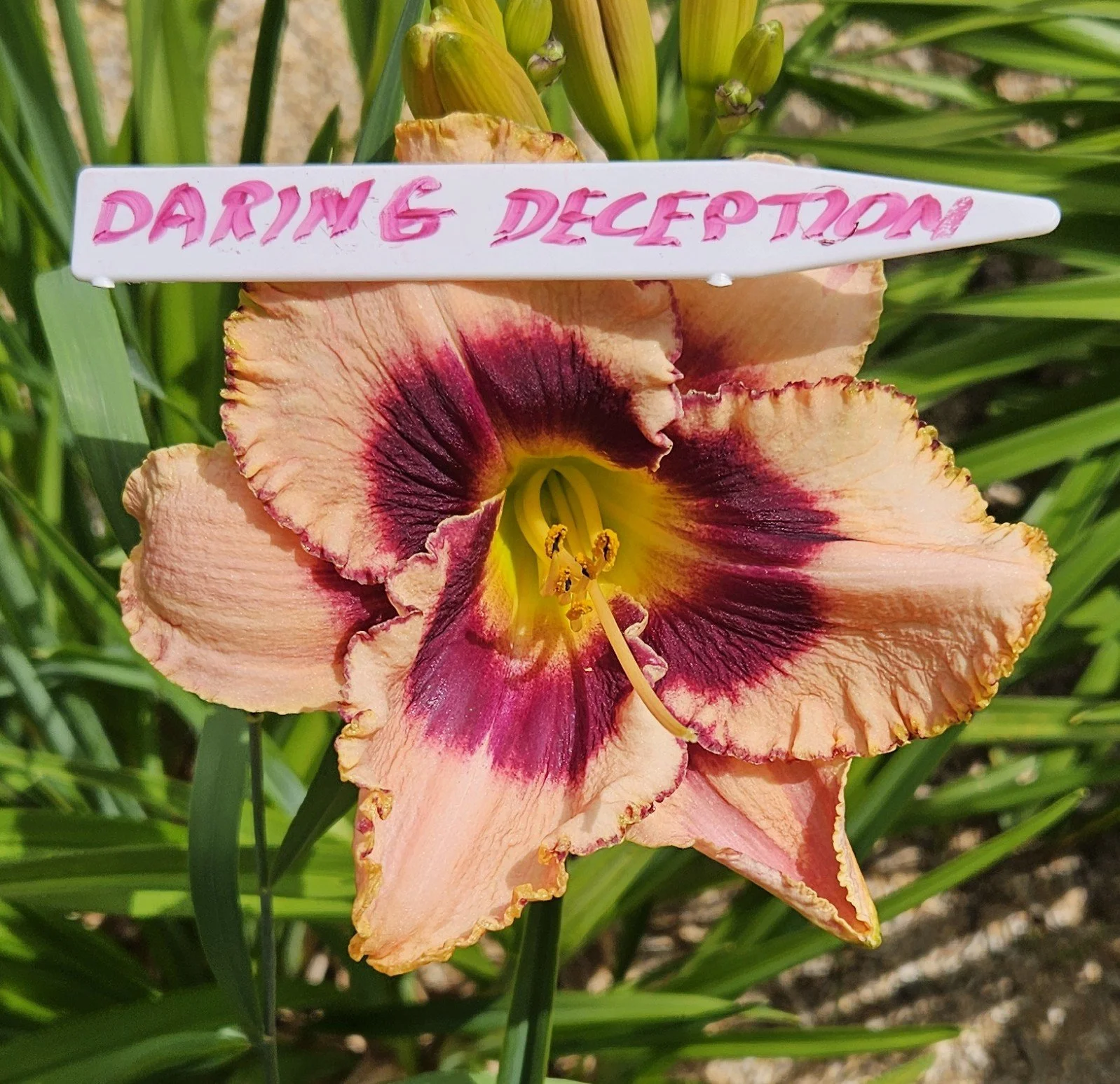 Daring Deception