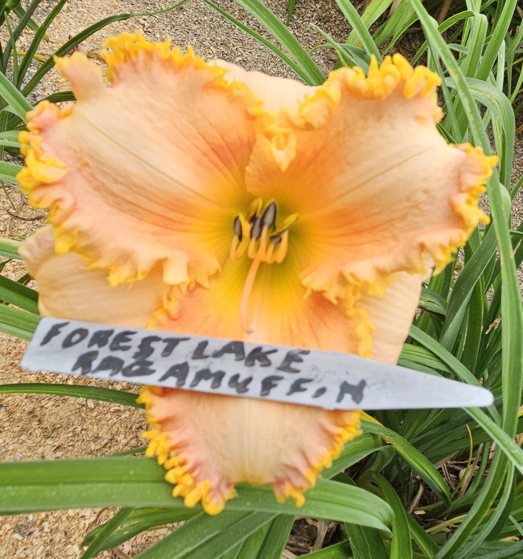 Forestlake Ragamuffin