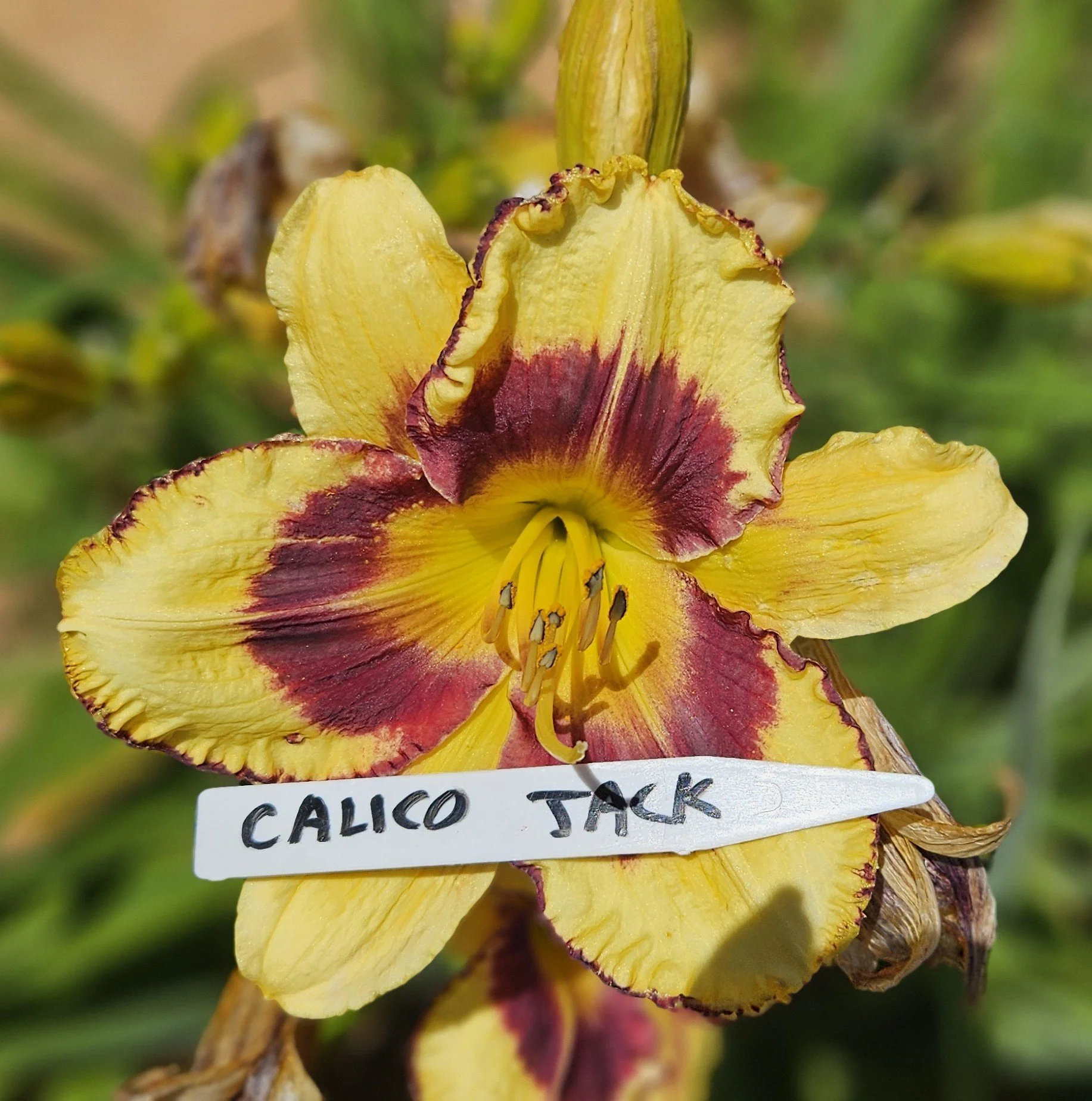Calico Jack