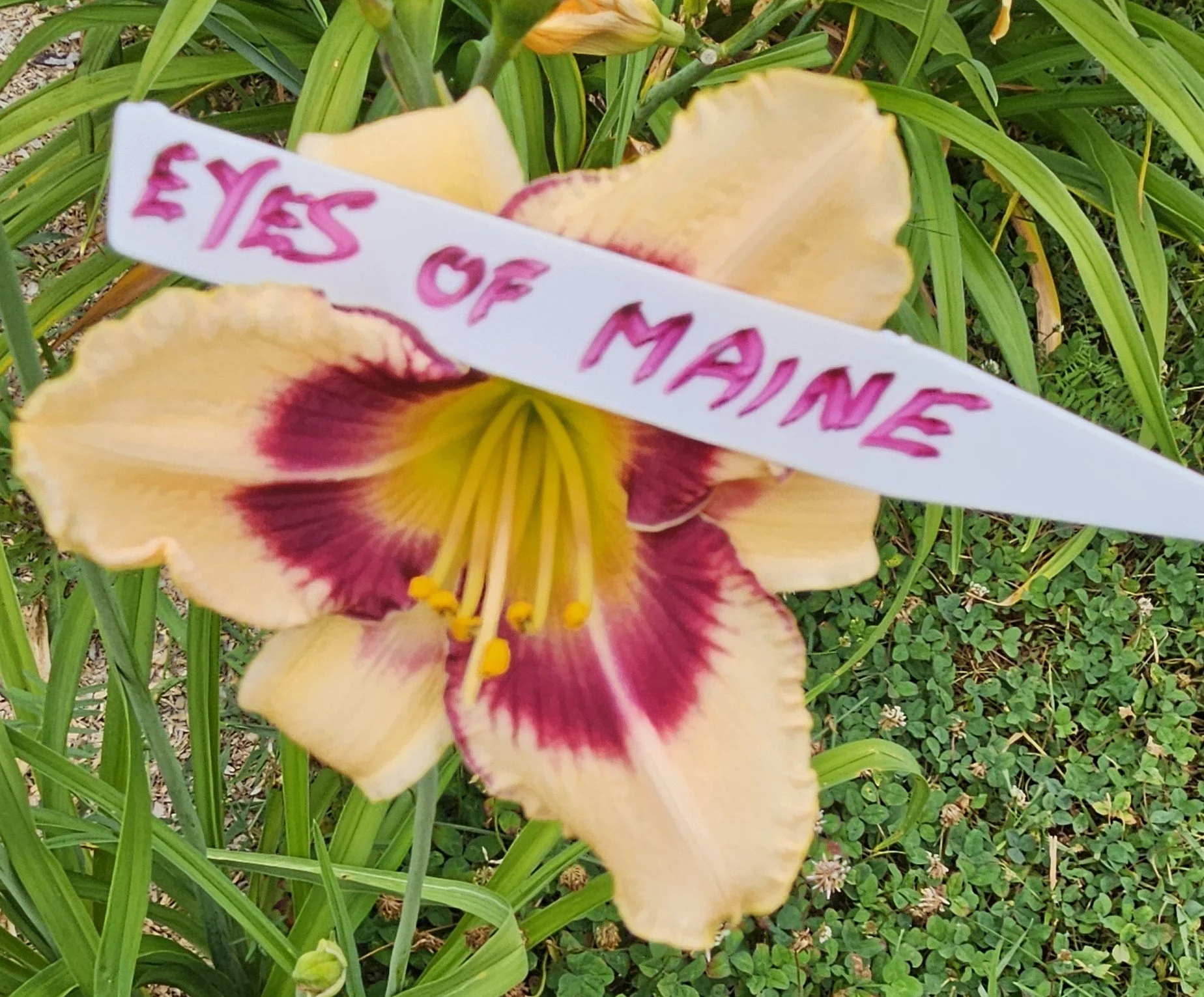 EYES OF MAINE.jpg