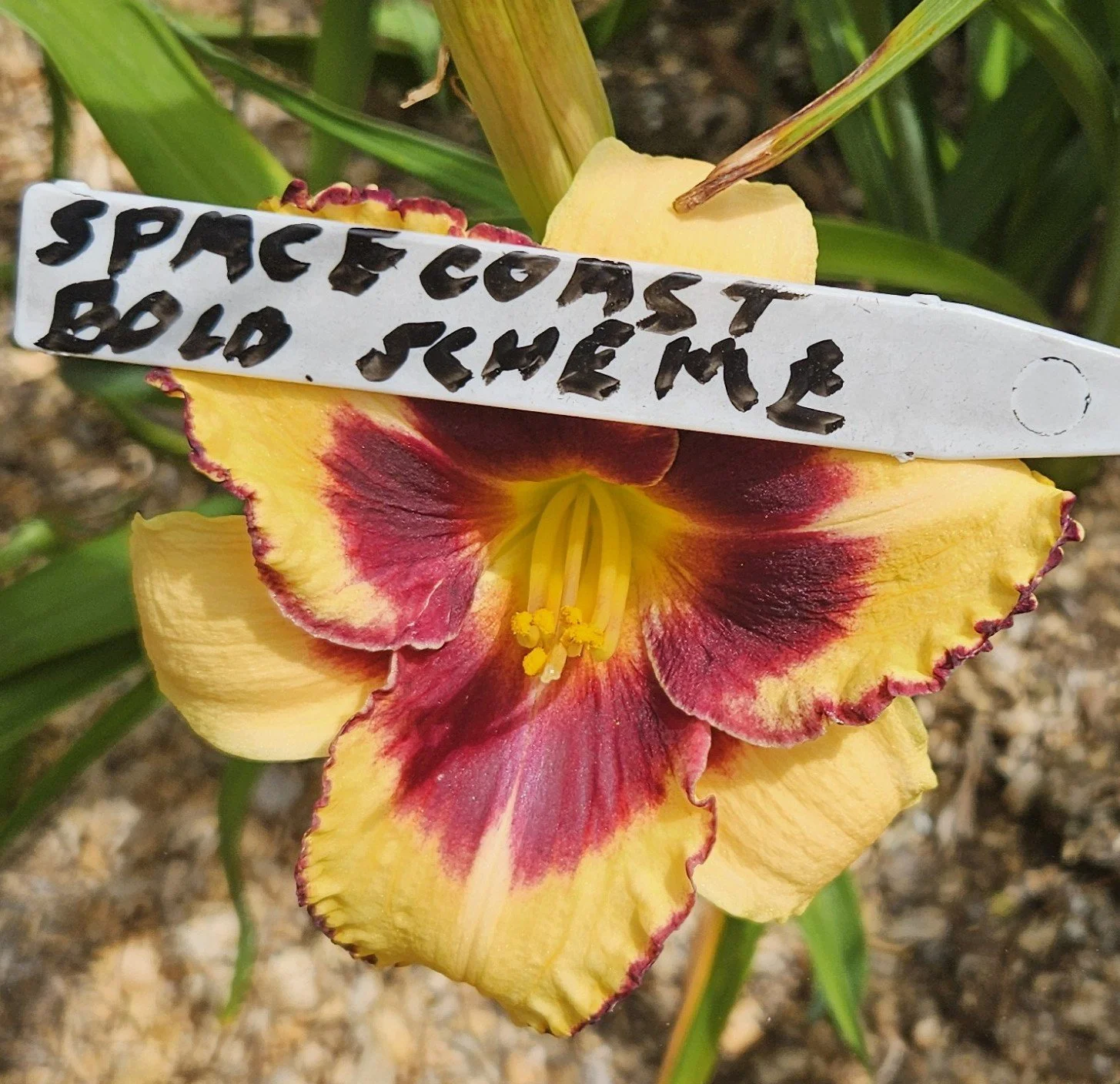 Spacecoast Bold Scheme