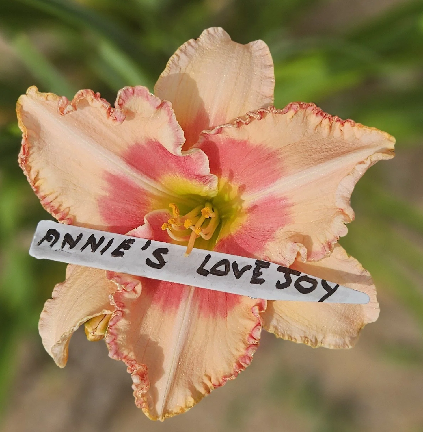 ANNIE'S LOVEJOY.jpg