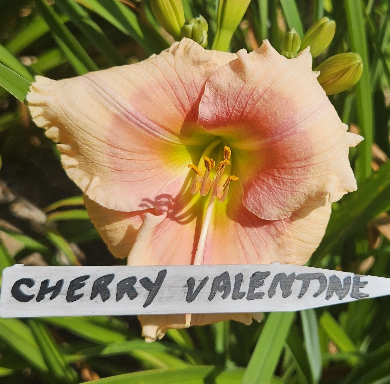 Cherry Valentine