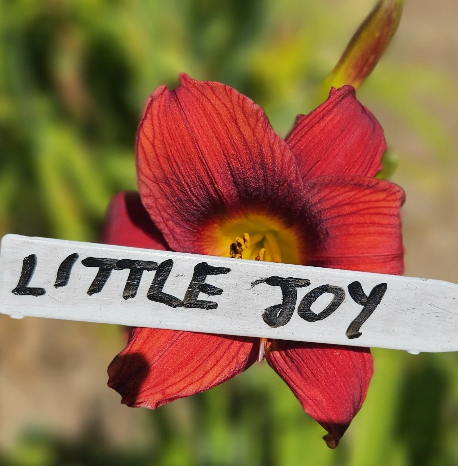 Little Joy